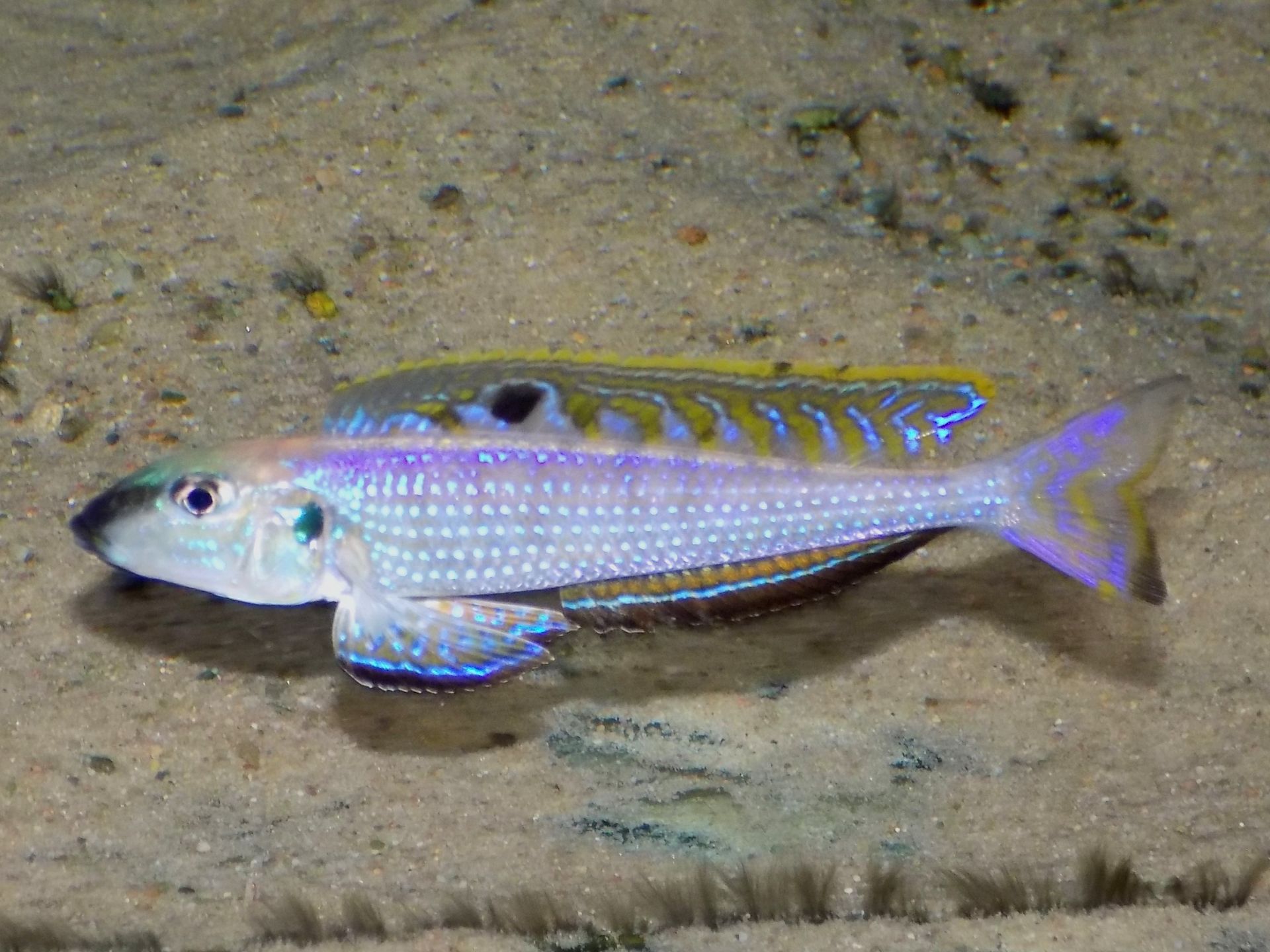 Enantiopus melanogenys Chituta - chovná skupina