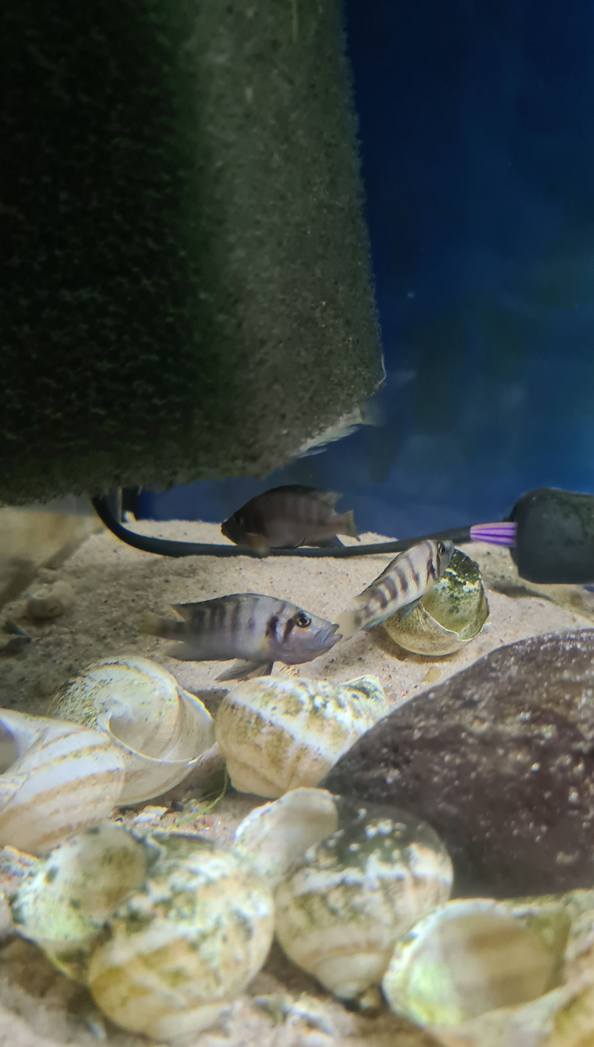 Altolamprologus sumbu shell