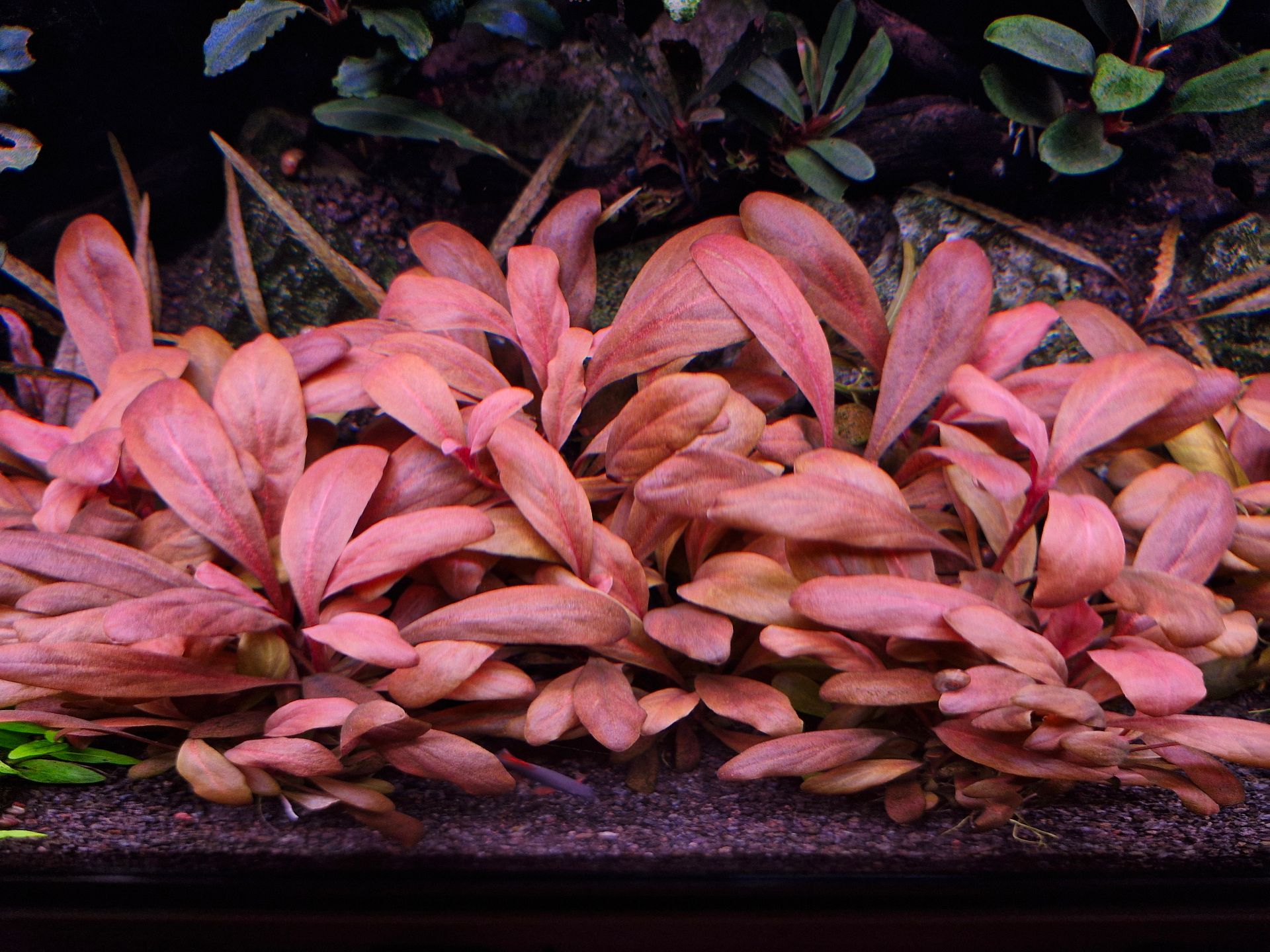 Samolus parviflorus red