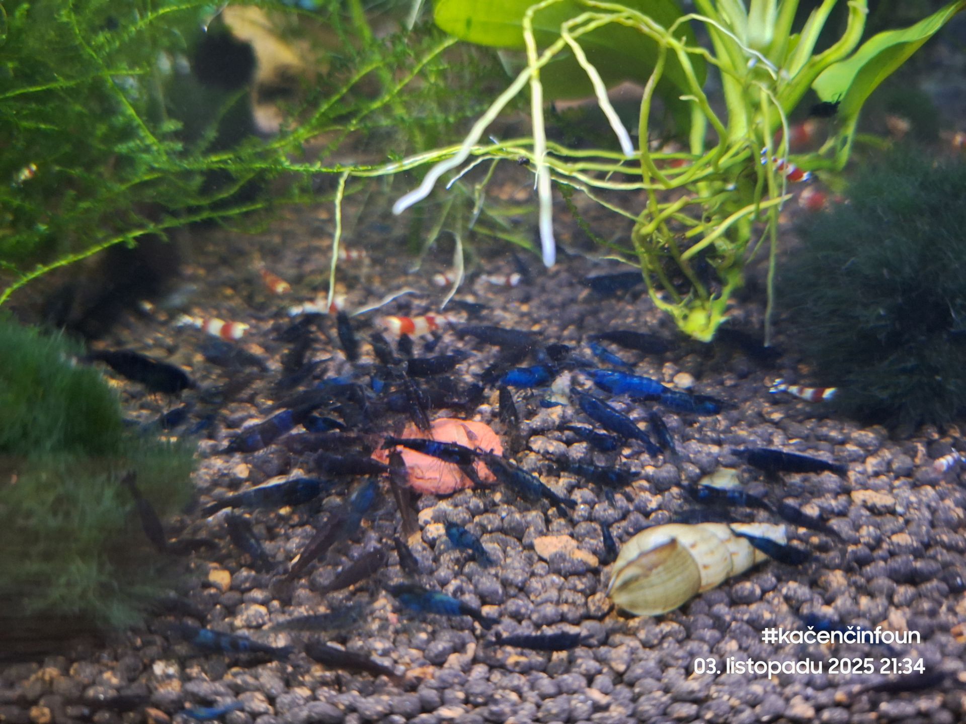 Krevetky • Blue dream