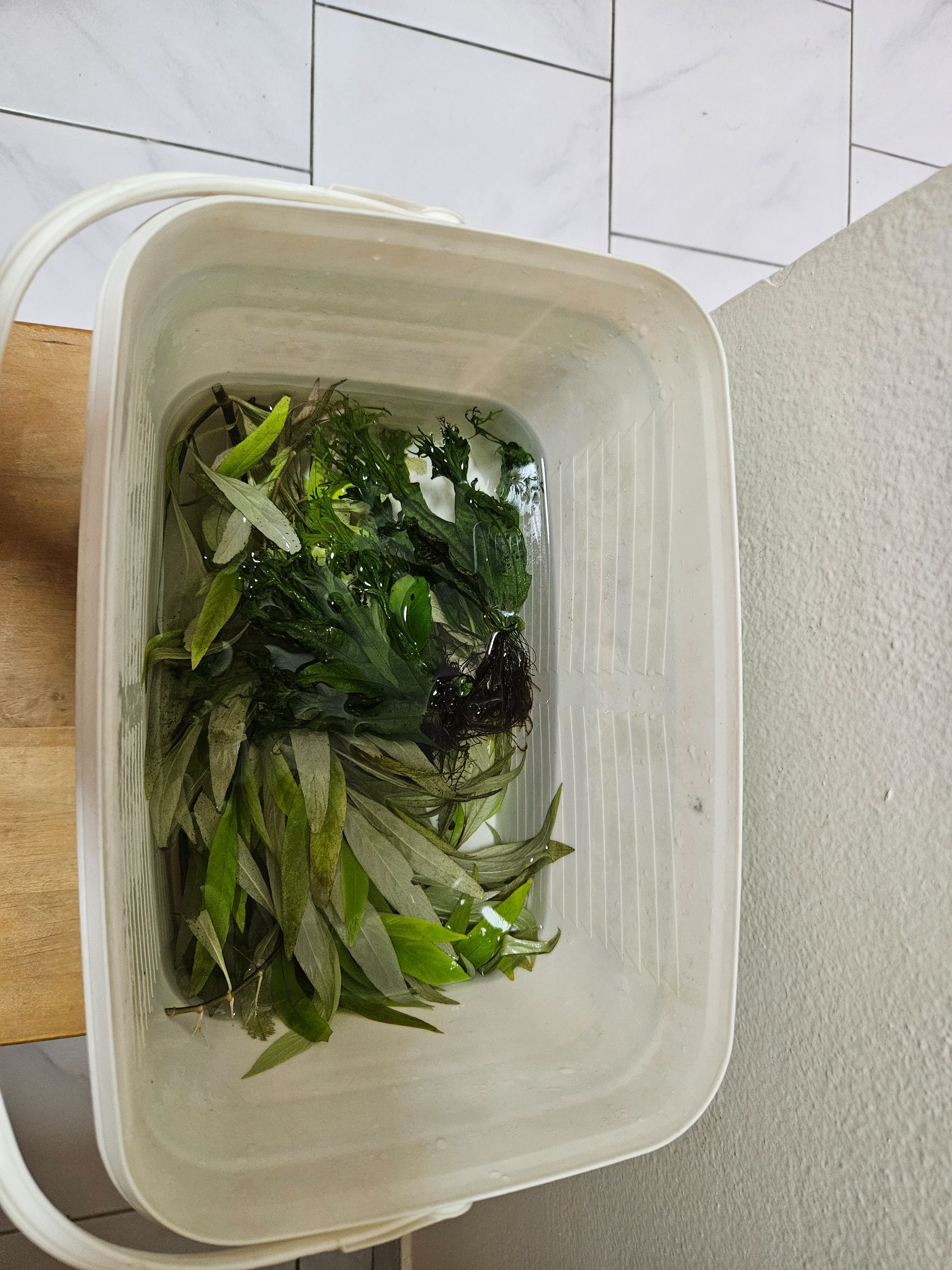 Hygrophila, microsorium 