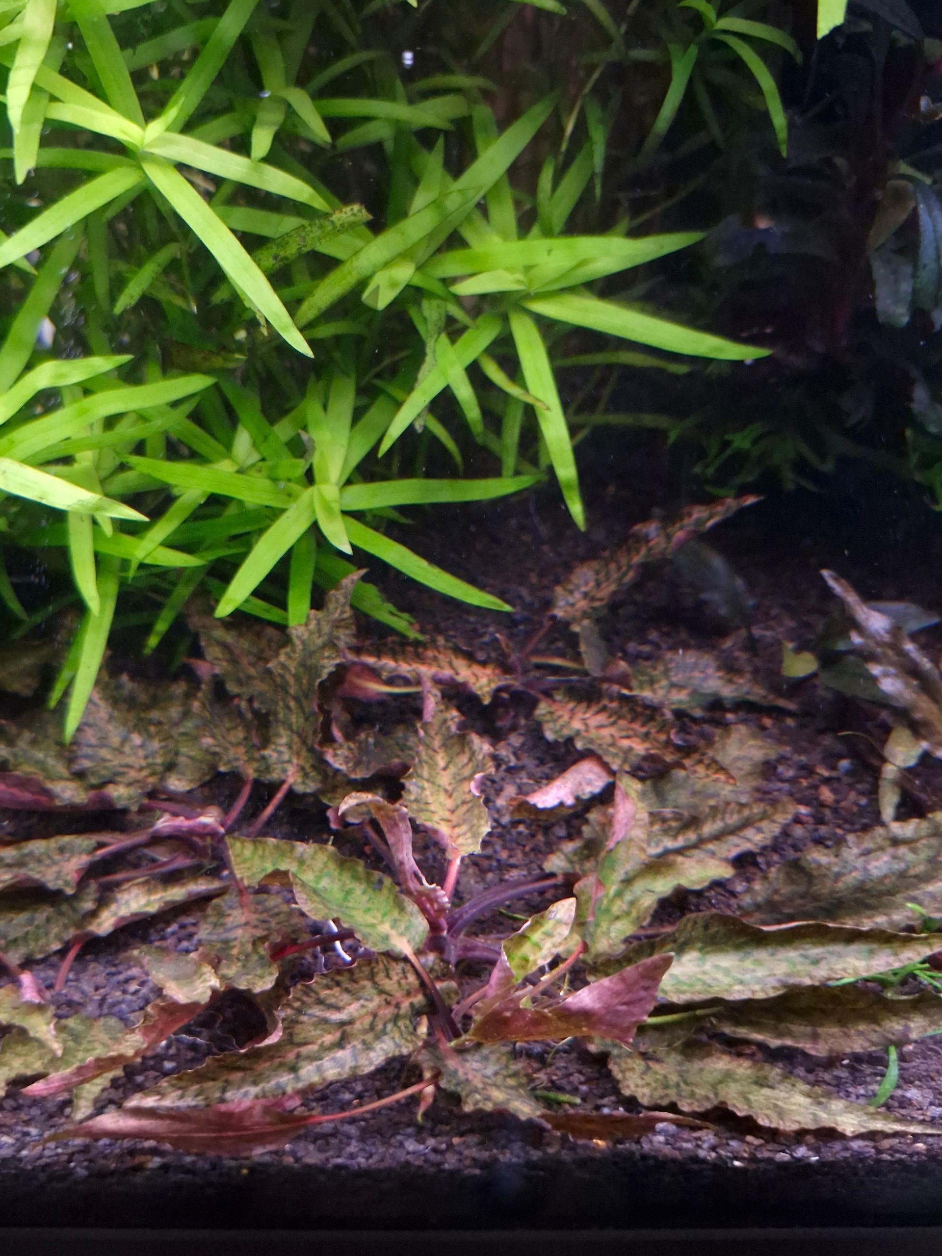 Cryptocoryne nurii 'Rosen Maiden' 