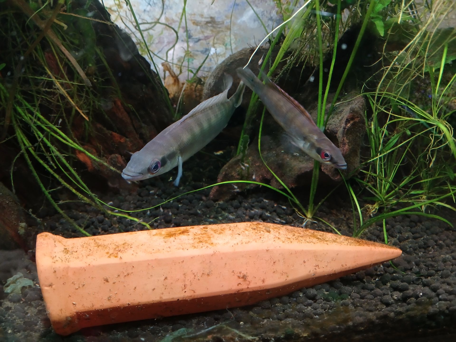 hřebenáč Reganův [Wallaciia (Crenicichla) Regani Rio Tapajos]