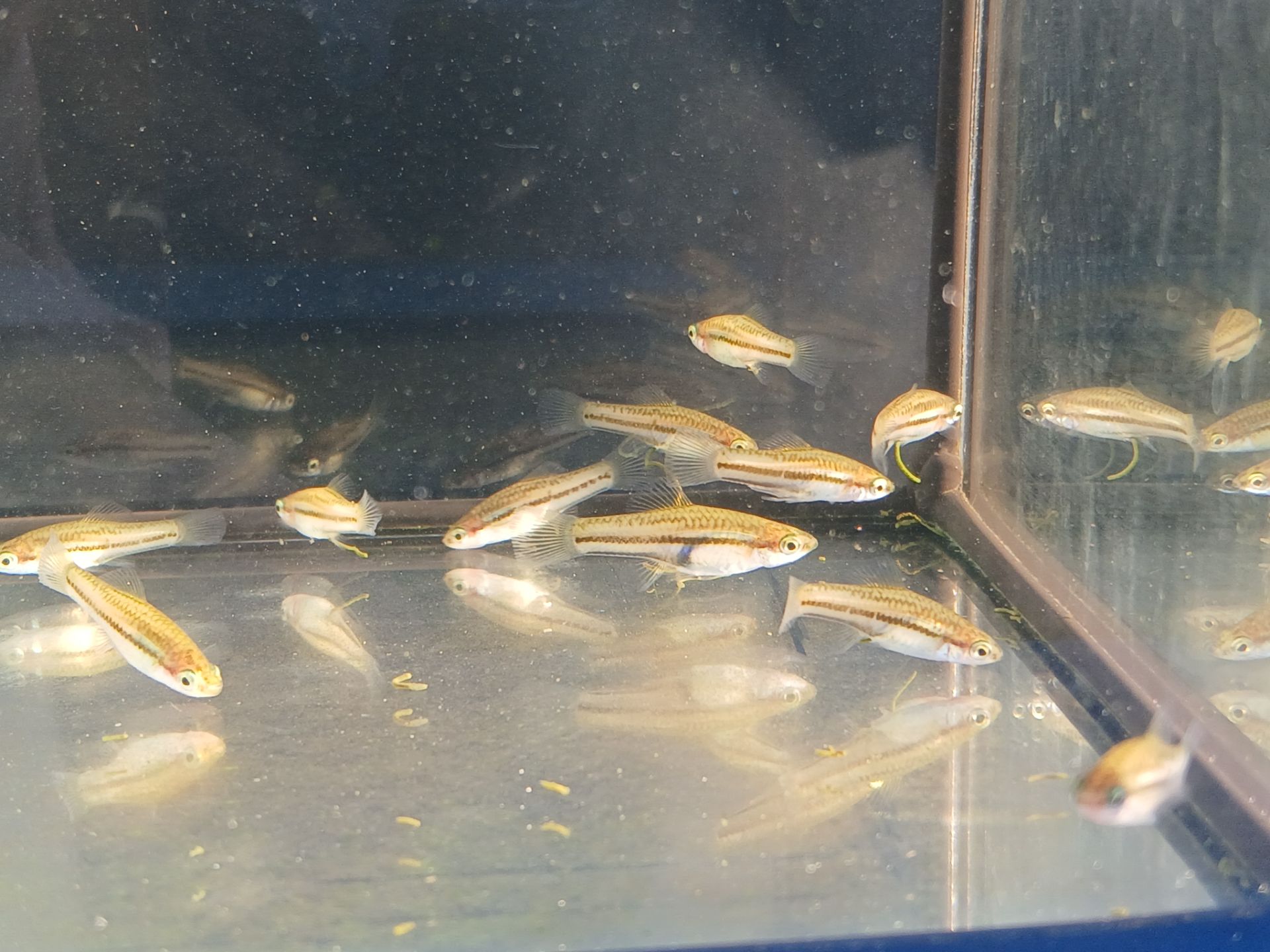 Mečovka trpasličí [Xiphophorus pygmaeus]