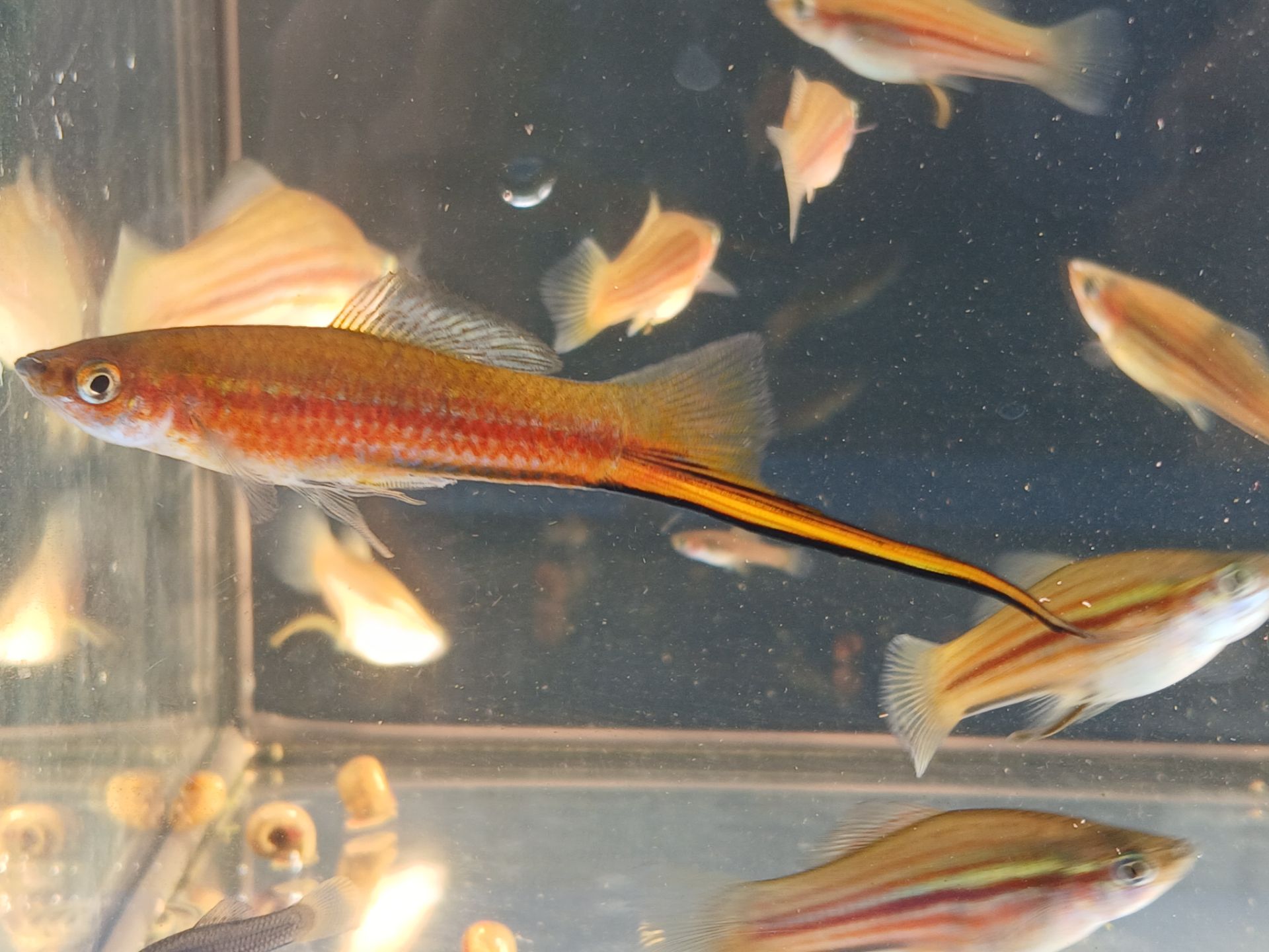 Xiphophorus helleri YUCATAN I