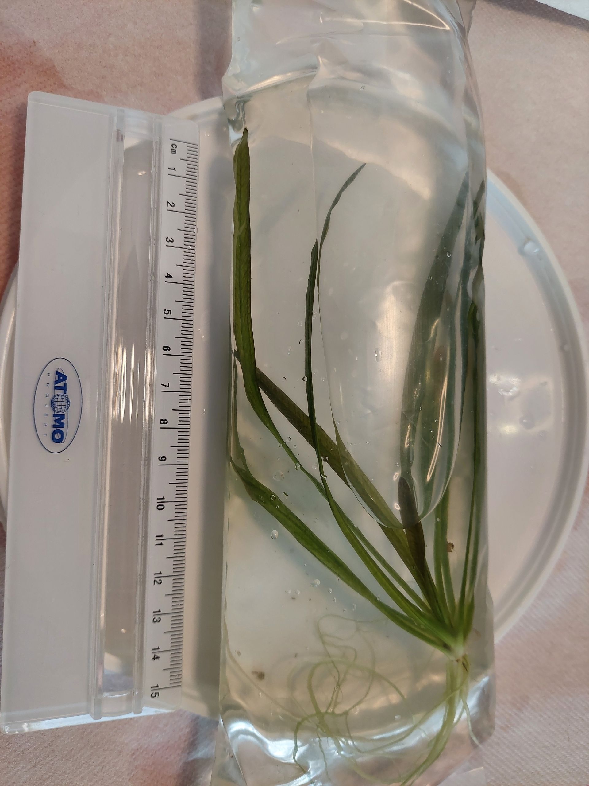 Echinodorus veronikae