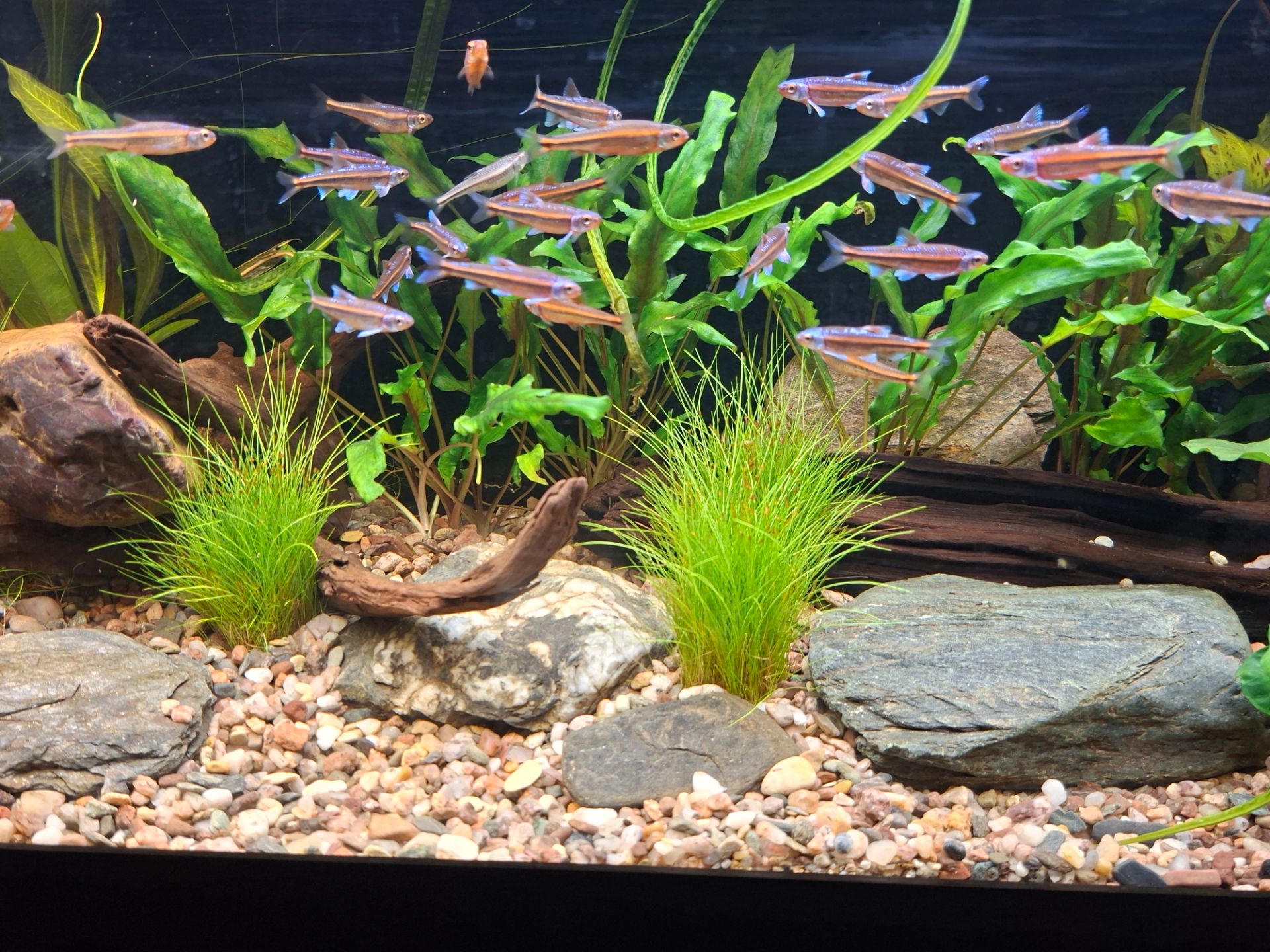 Jeleček duhový [Notropis chrosomus]