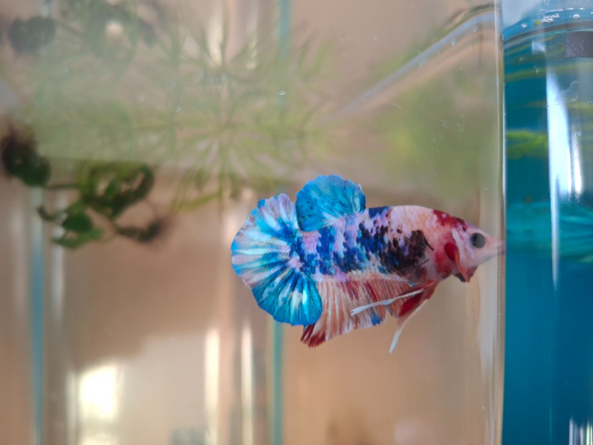 Betta splendens