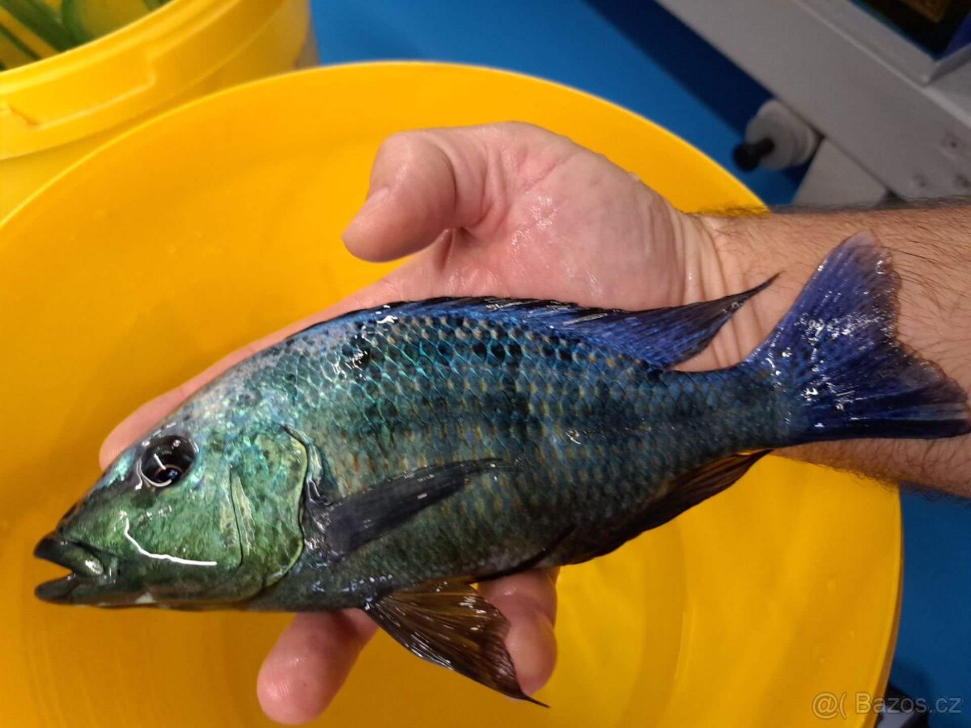 Malawi ... Fossorochromis rostratus vel. 9-12cm