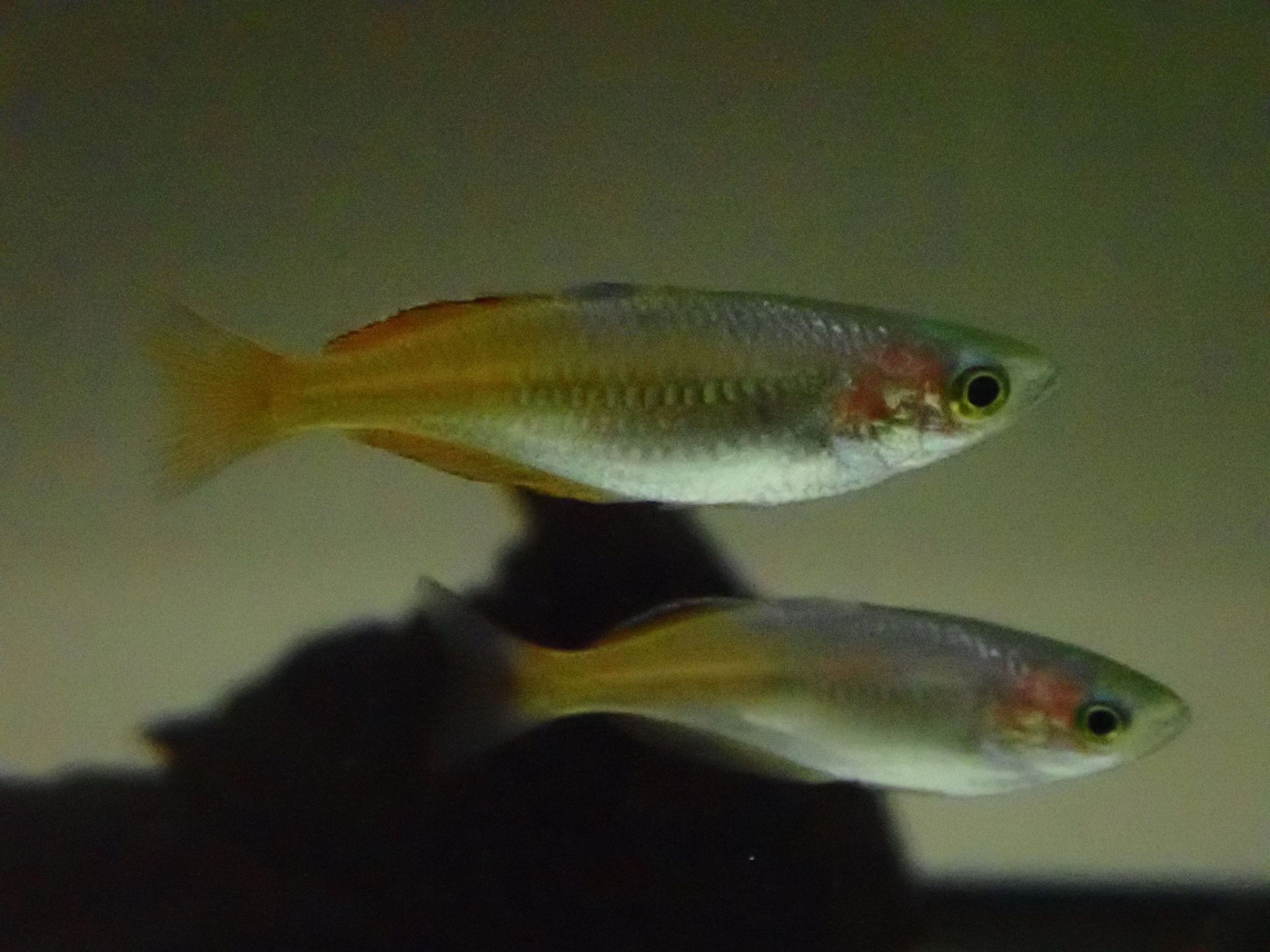 Gavůnek boesemanův (Melanotaenia boesemani)