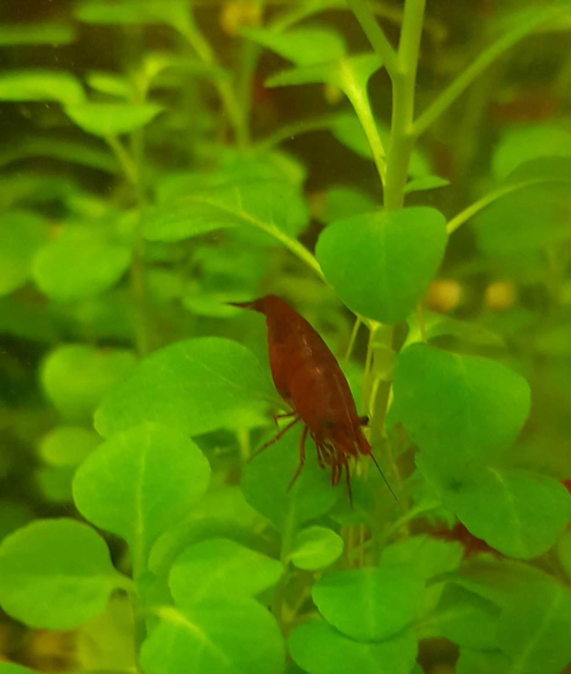 Bloody mary - Neocaridina davidi