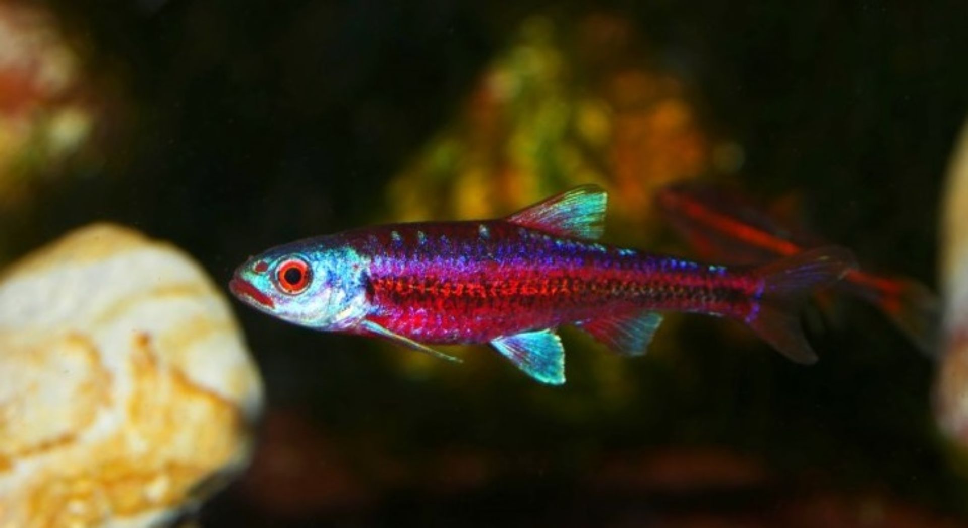 Notropis chrosomus - Jeleček duhový - akce na 100 ks