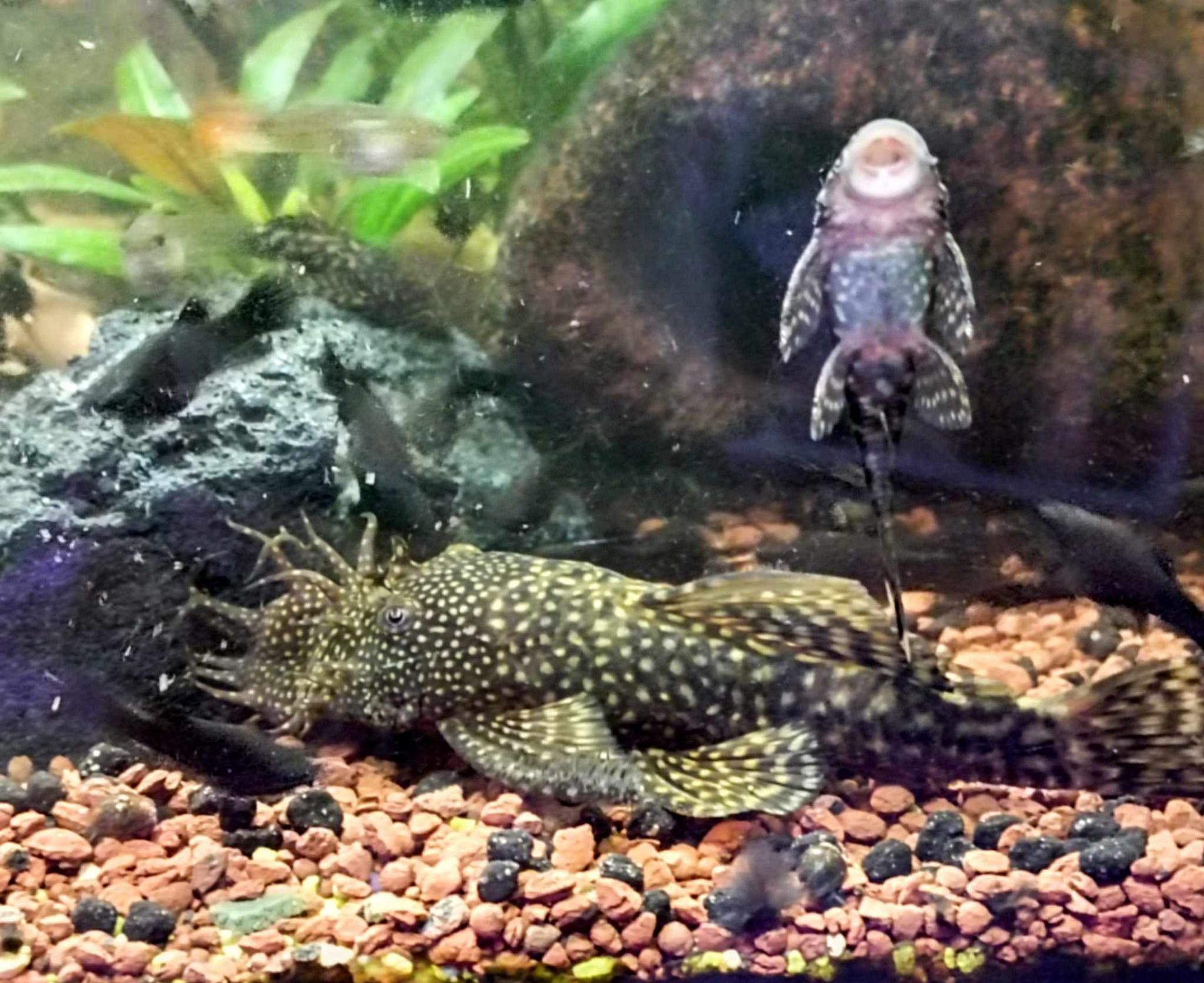 Ancistrus hnědý skvrnitý (sumeček) - Prachaticko