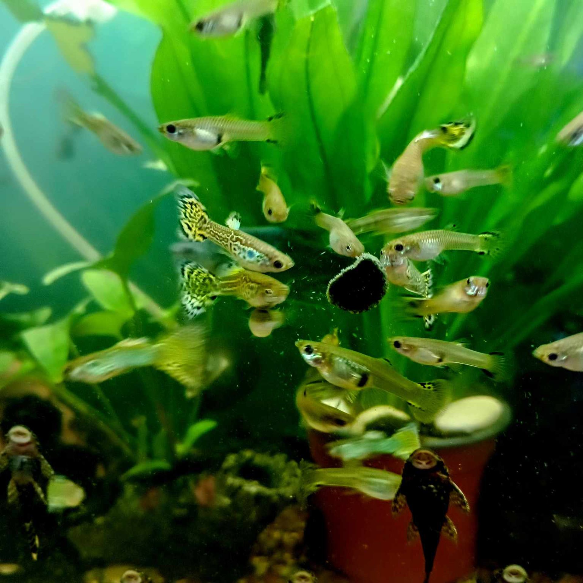 Paví očka Gupy Prachaticko