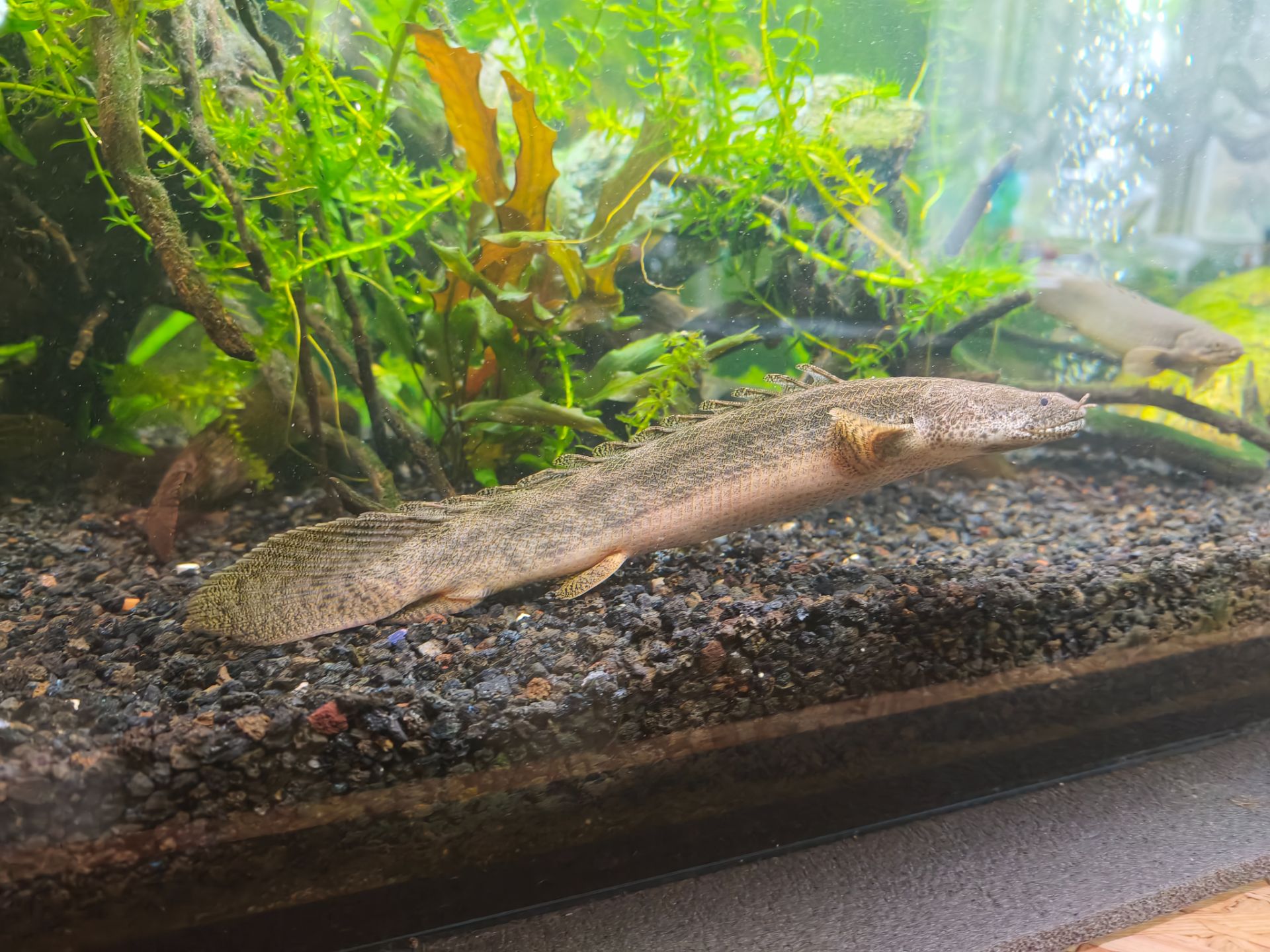 polypterus/bichir