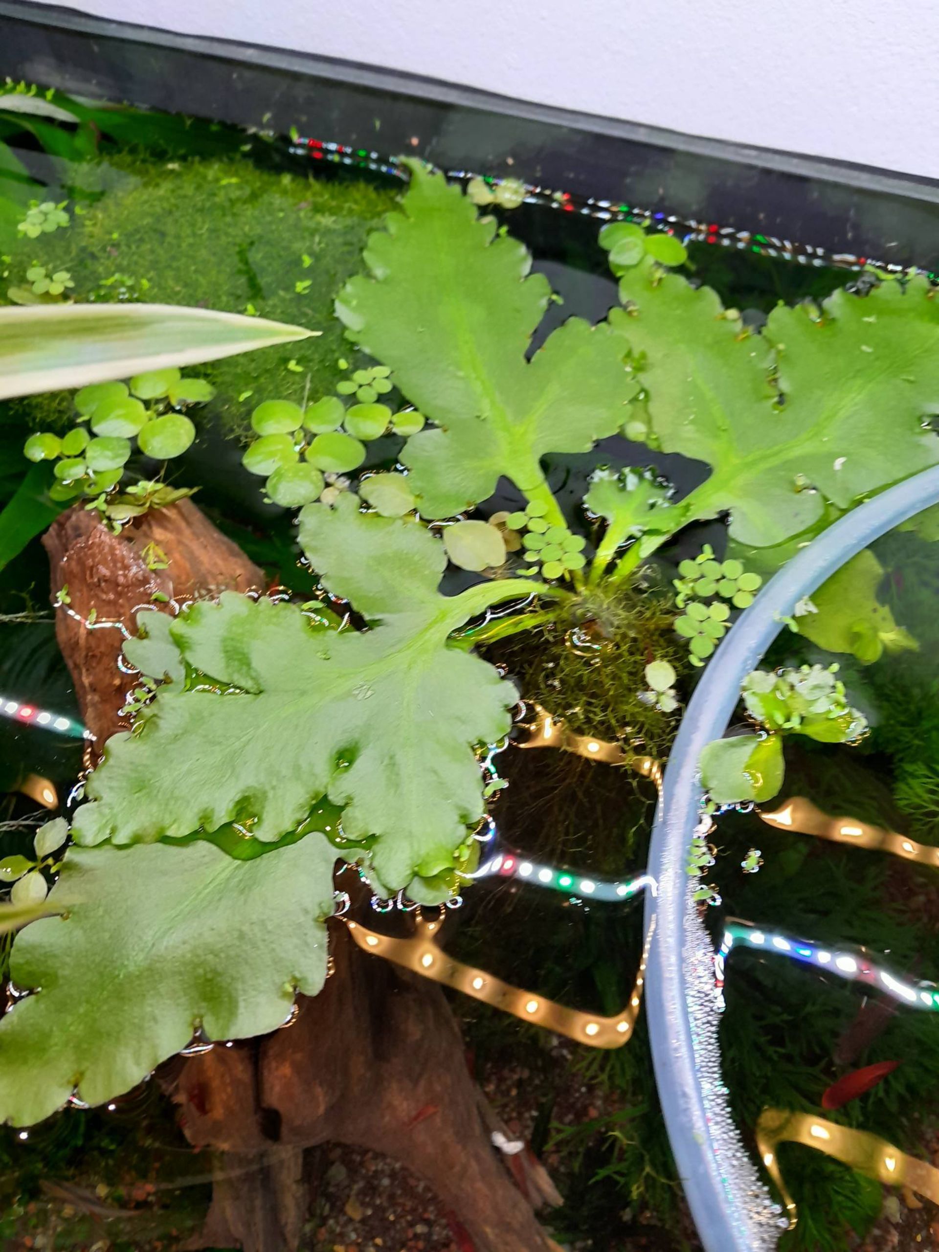 Obšírák křídlatý