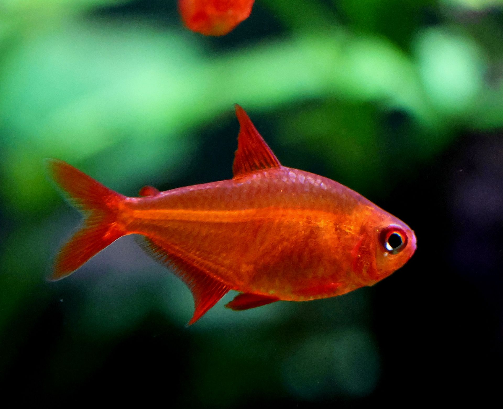 Hyphessobrycon sp. “Muzel Red Cherry”