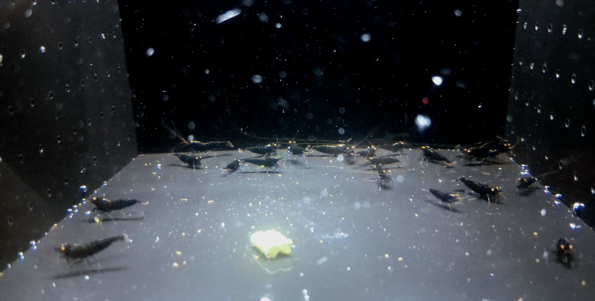 Caridina Black devil OE