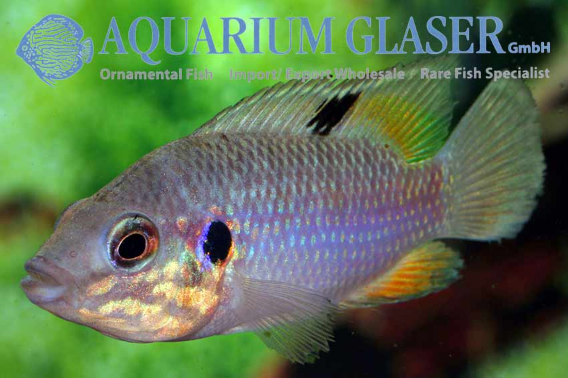 Rubricatochromis cerasogaster