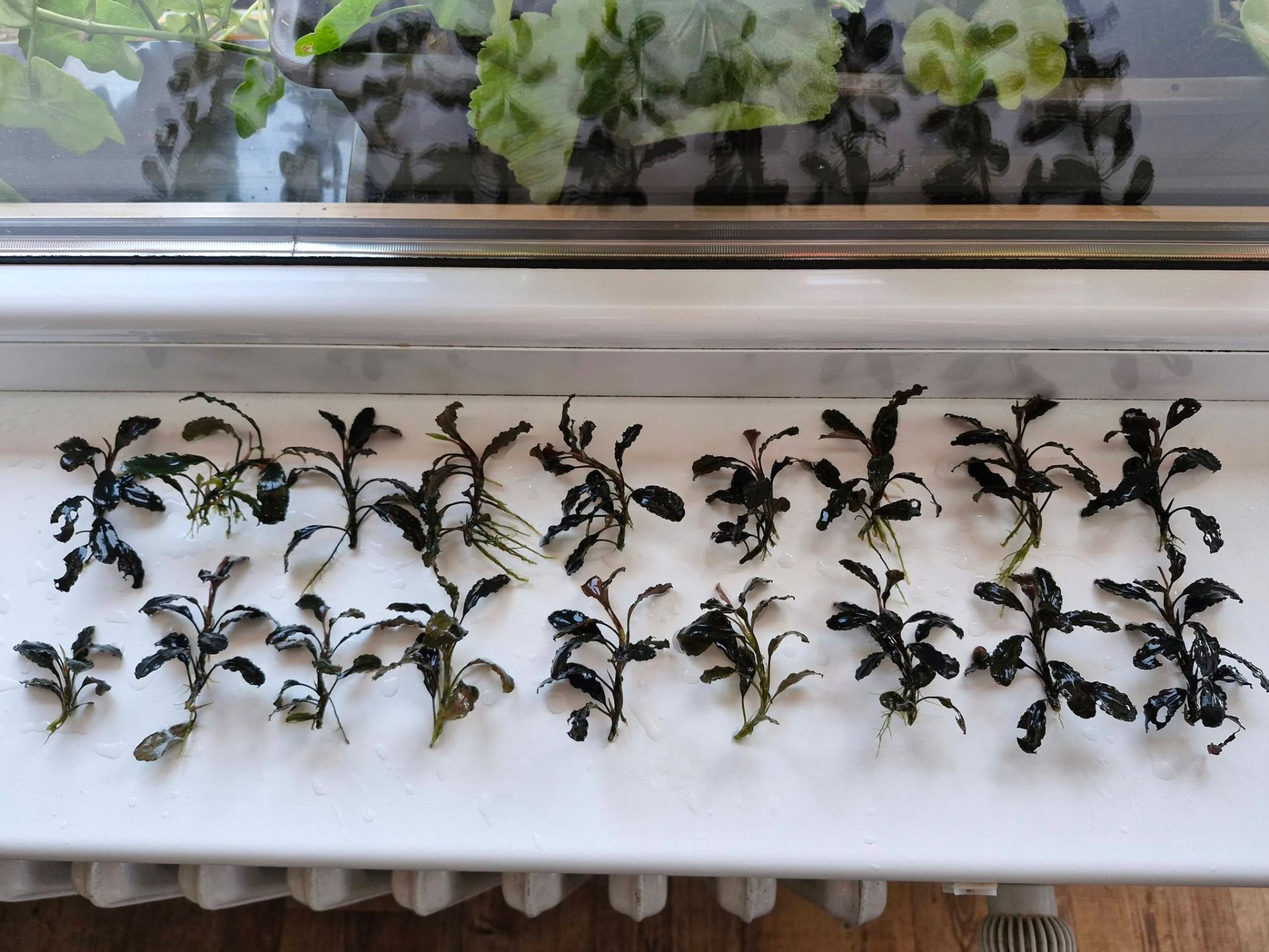 Bucephalandra ciemnoniebieska