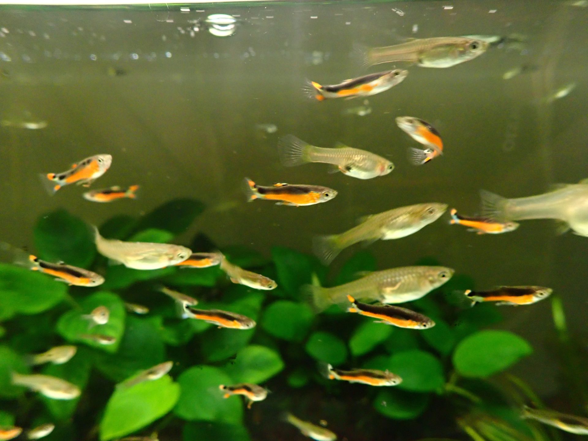 Živorodka wingeova var. Santa Maria