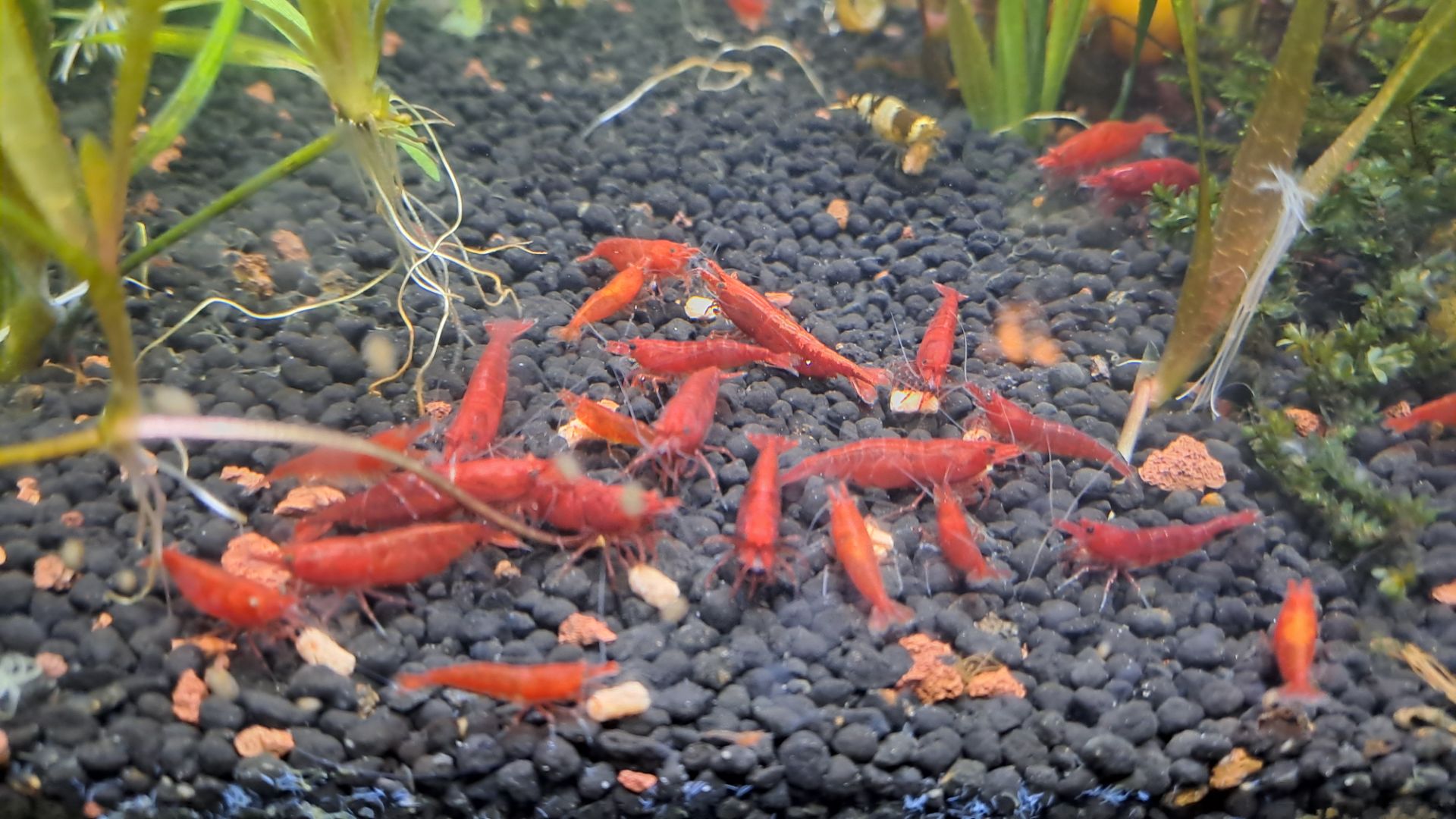 Neocaridina blenny heiraten