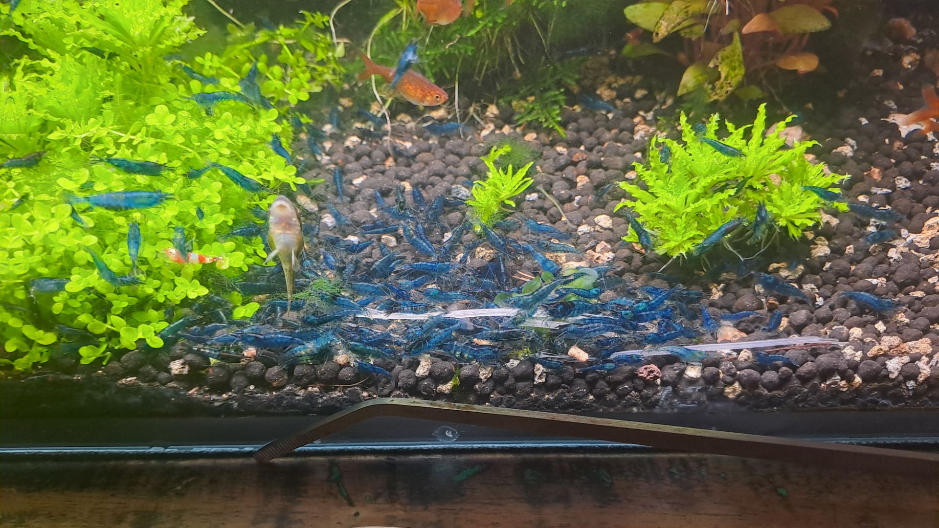 neocaridina Davidi var blue dream 