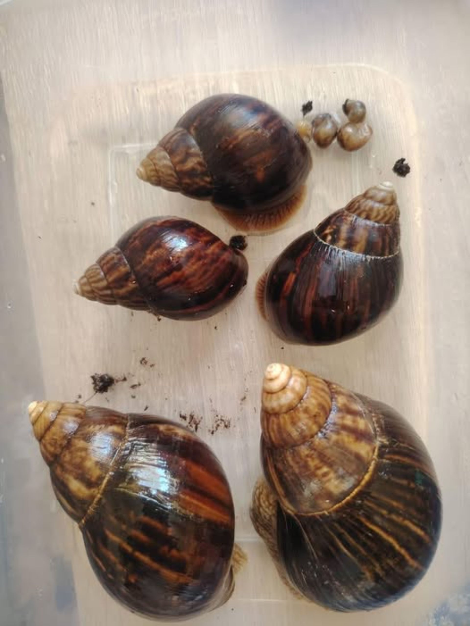 Achatina