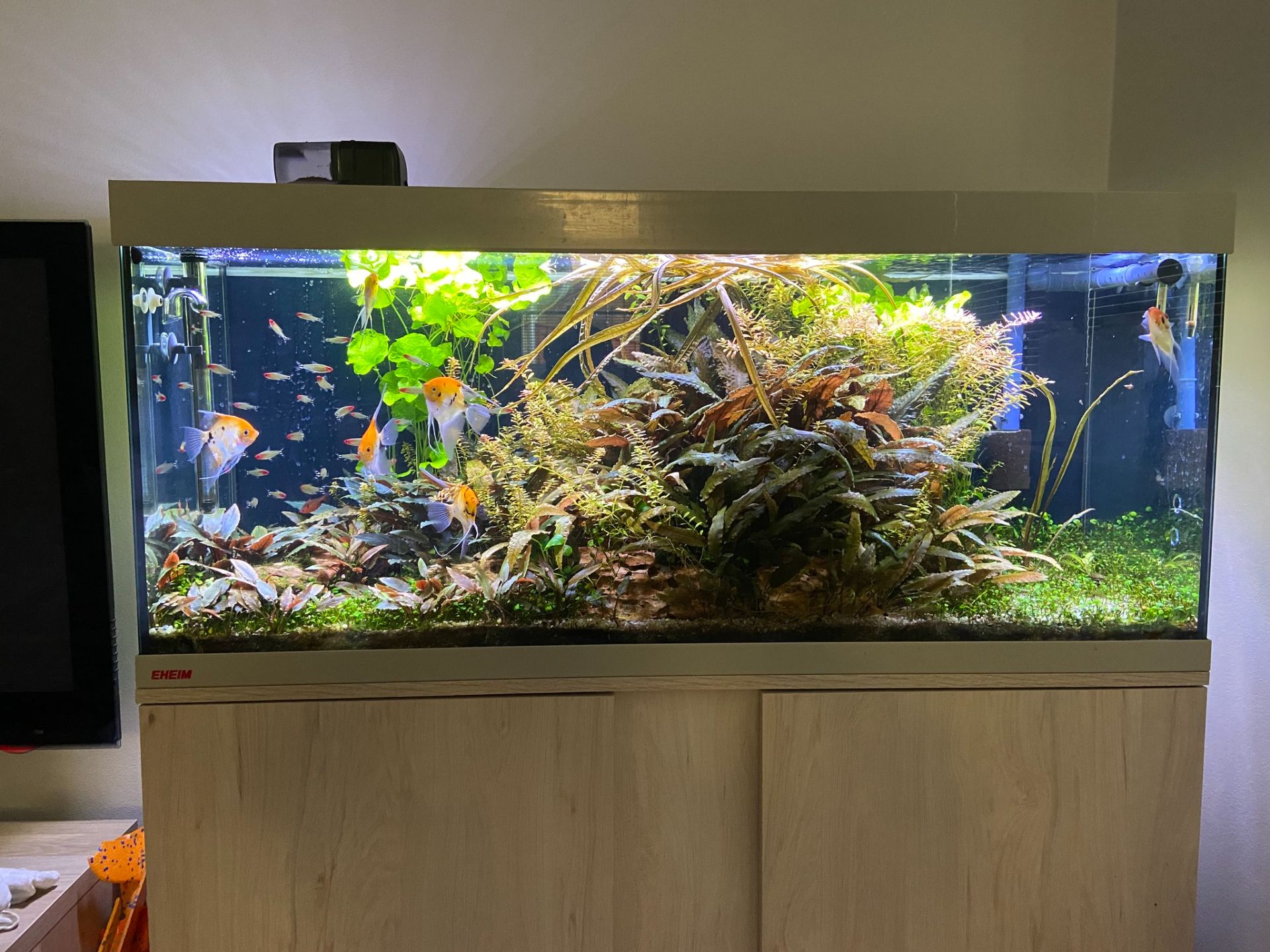 Prodám akvárium 240 litrů s externím filtrem, osvětlením a CO2 setem.