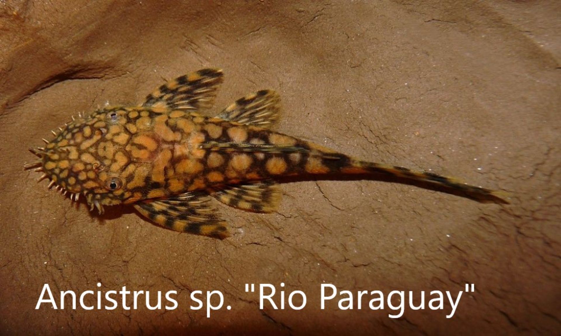 L-sumci, krunýřovci - odchovy