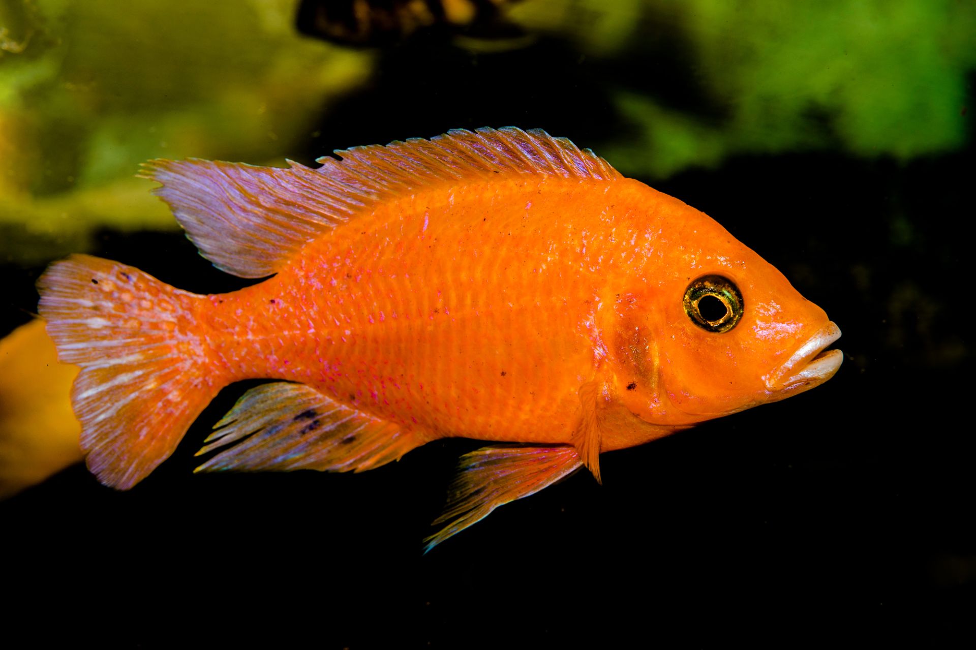 Aulonocara "FireFish"