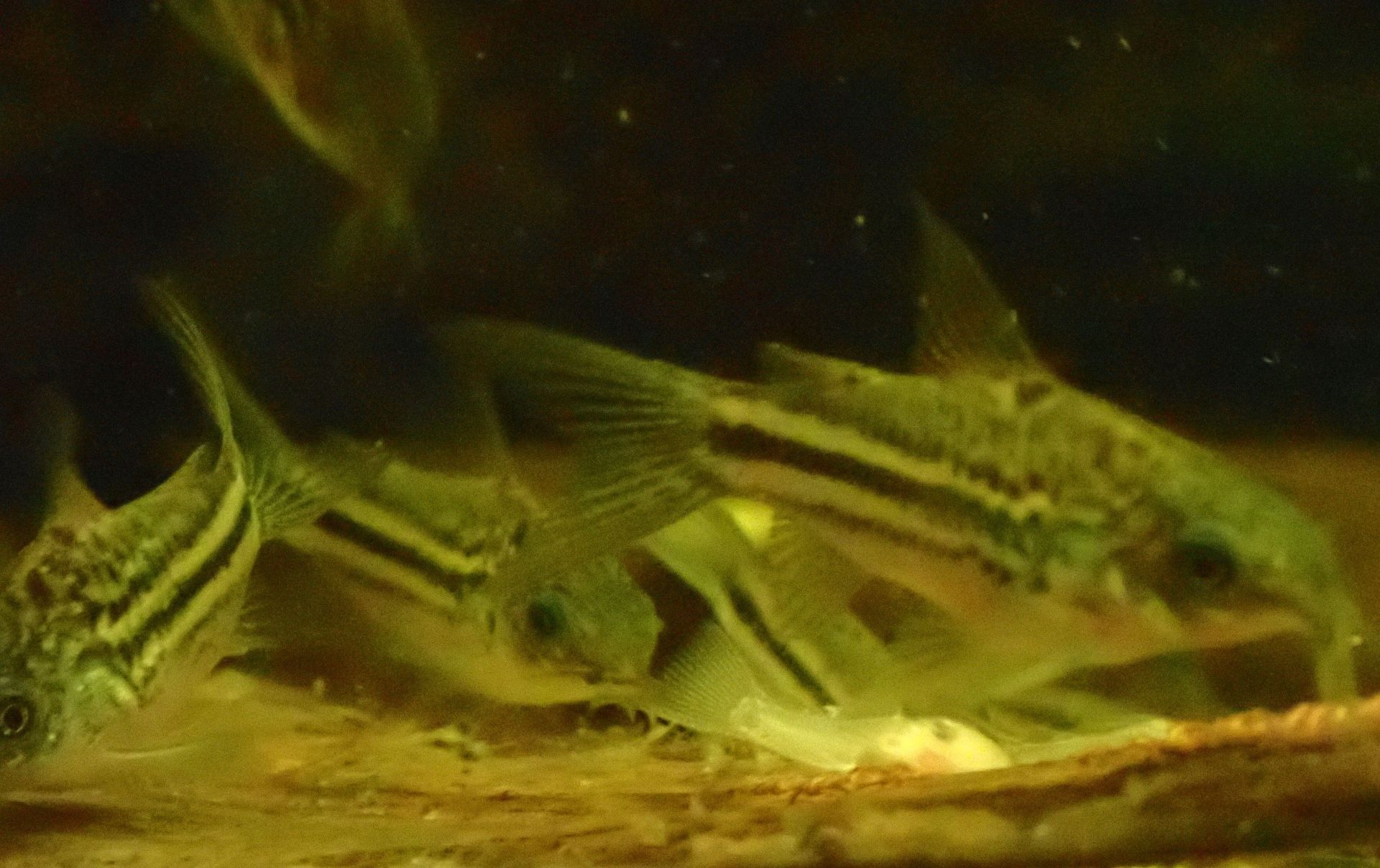 Pancéřníček napský