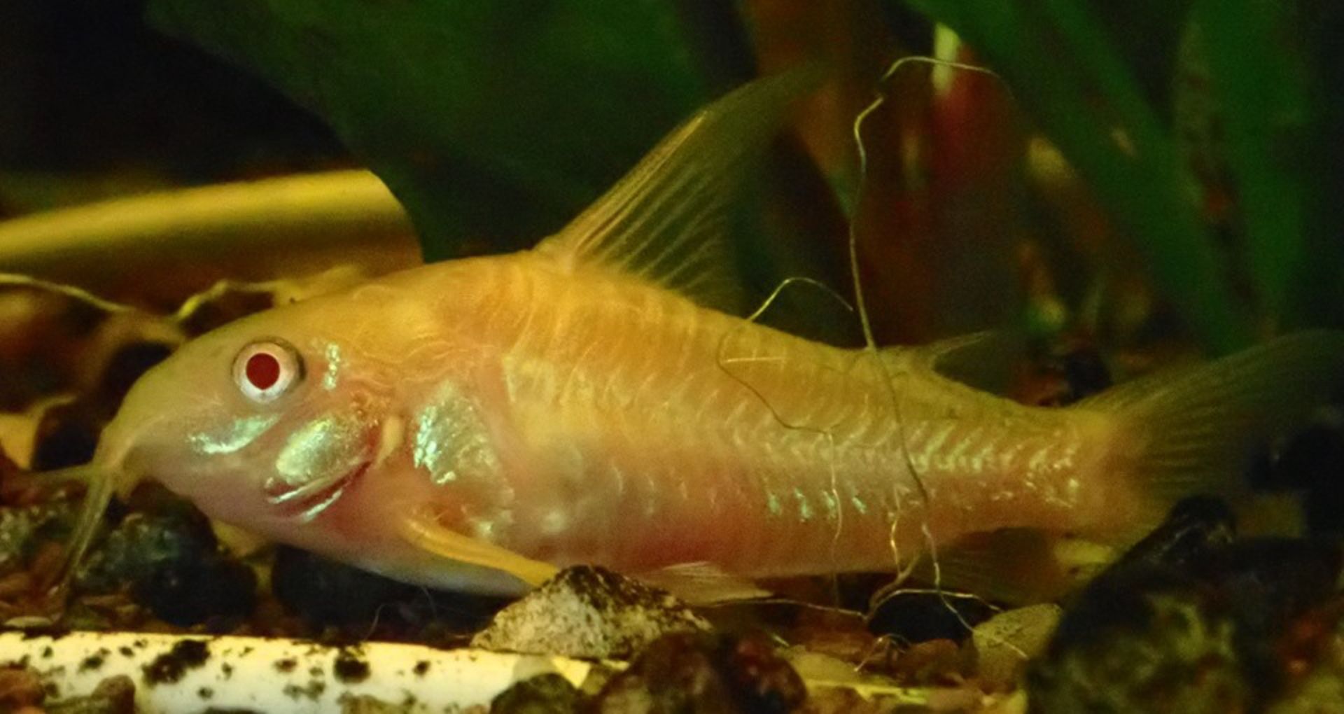 Pancéřníček skvrnitý - albín