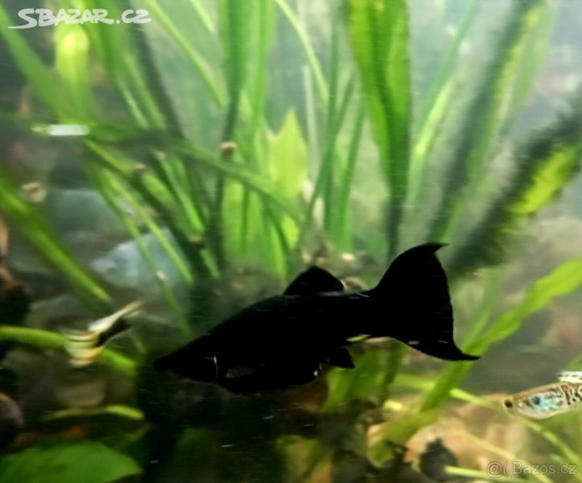 Black Molla Prachaticko