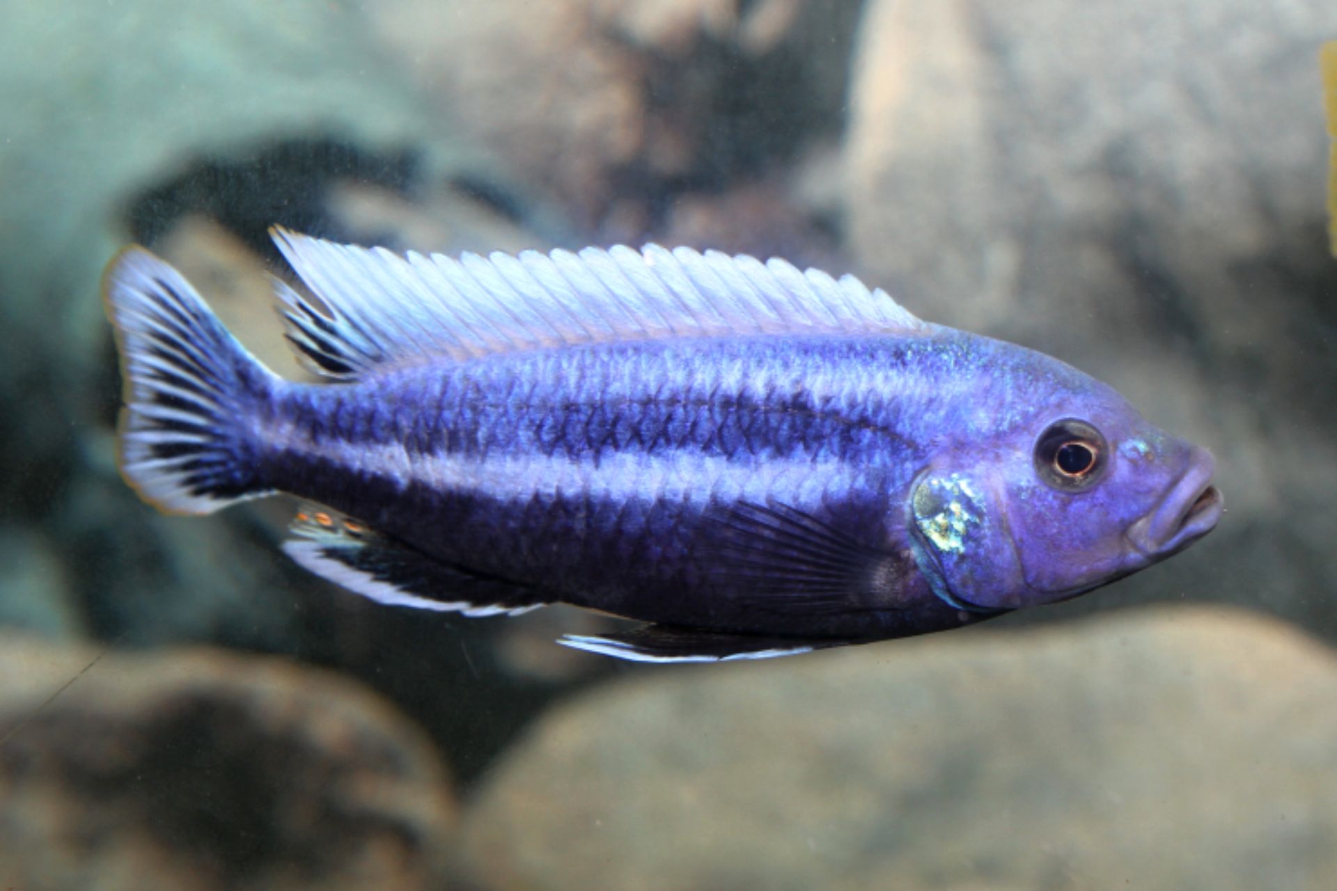 Melanochromis chipokae