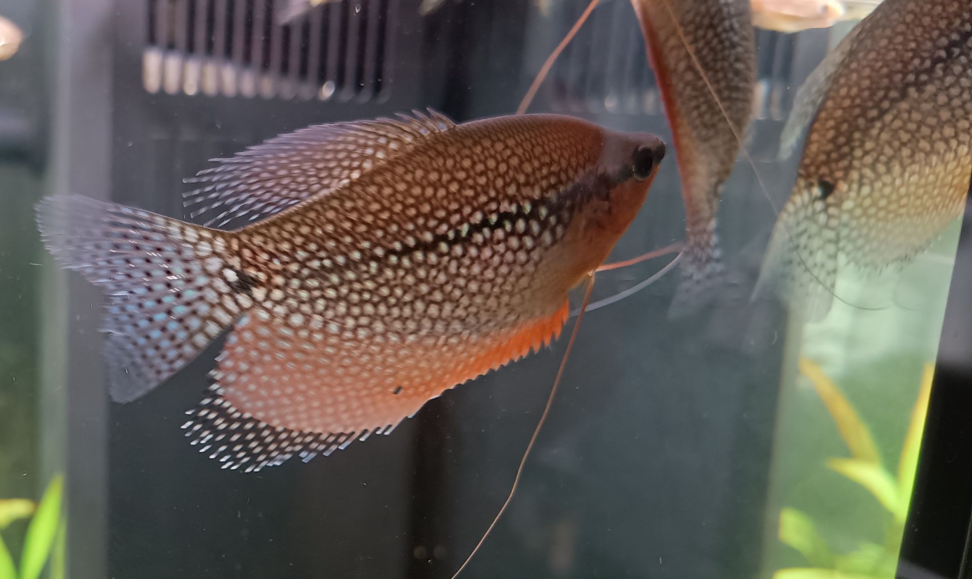 Čichavec perleťový - prodej nebo výměna