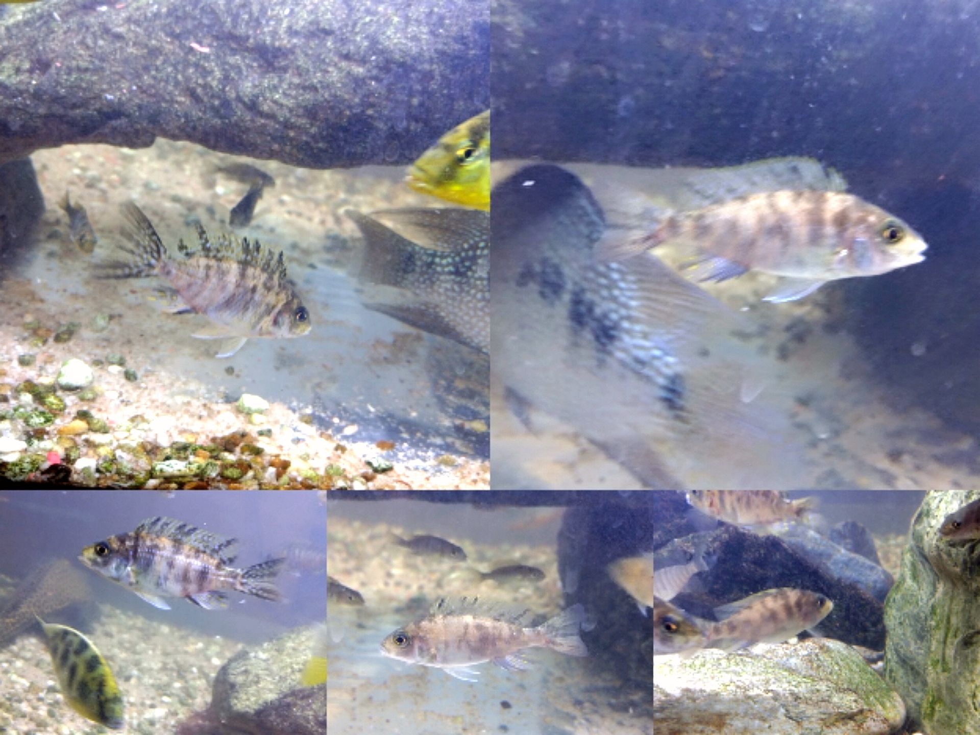 Tlamovec aulonocara calico 