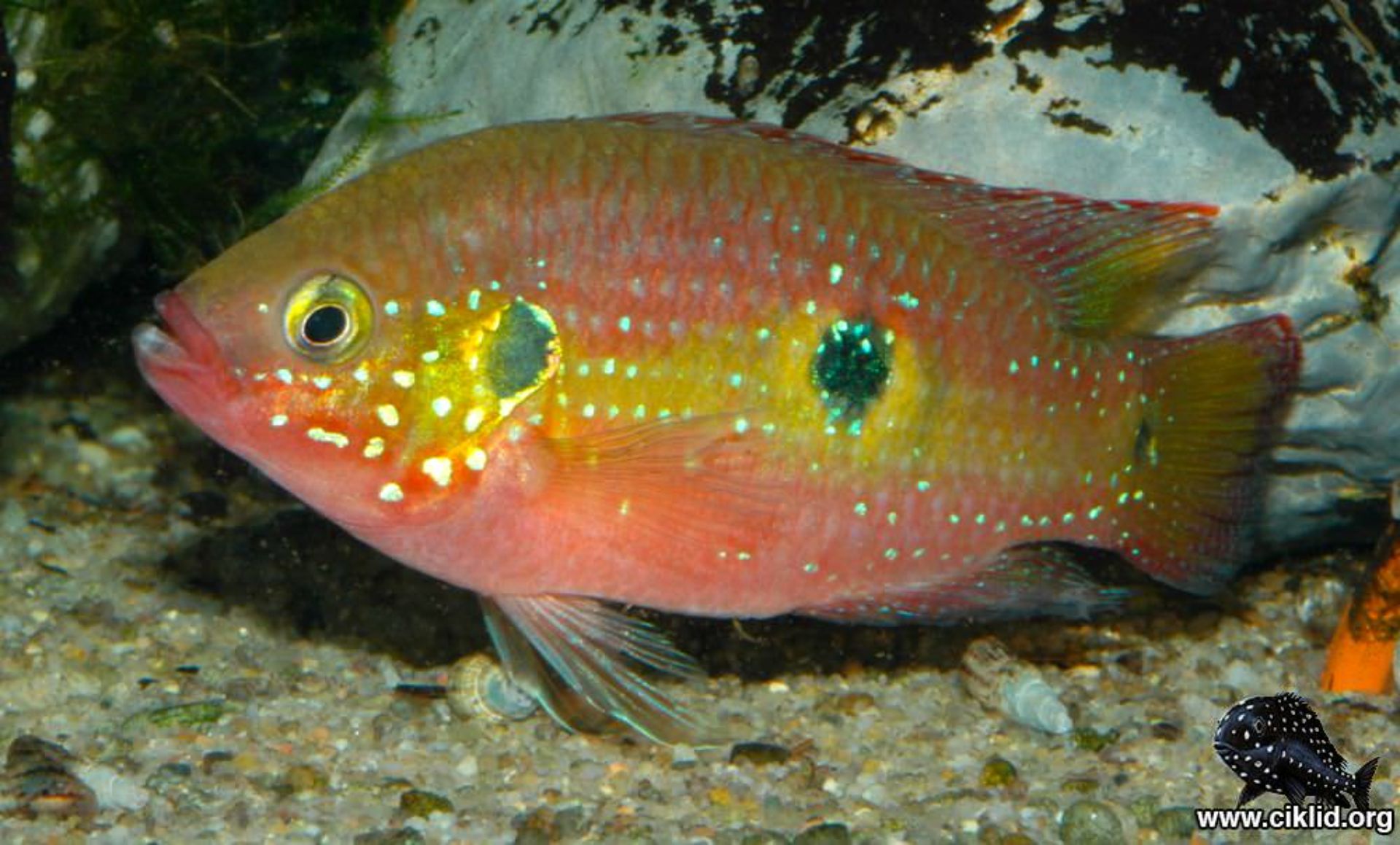 Rubricatochromis cristatus