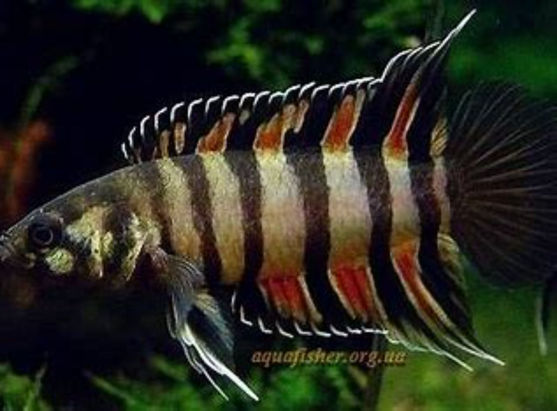 Nabízím odchov ctenopoma ansorgii.