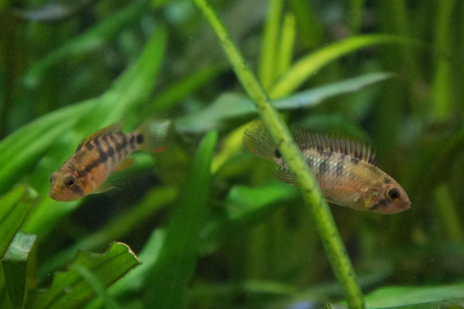 Apistogramma baenschi