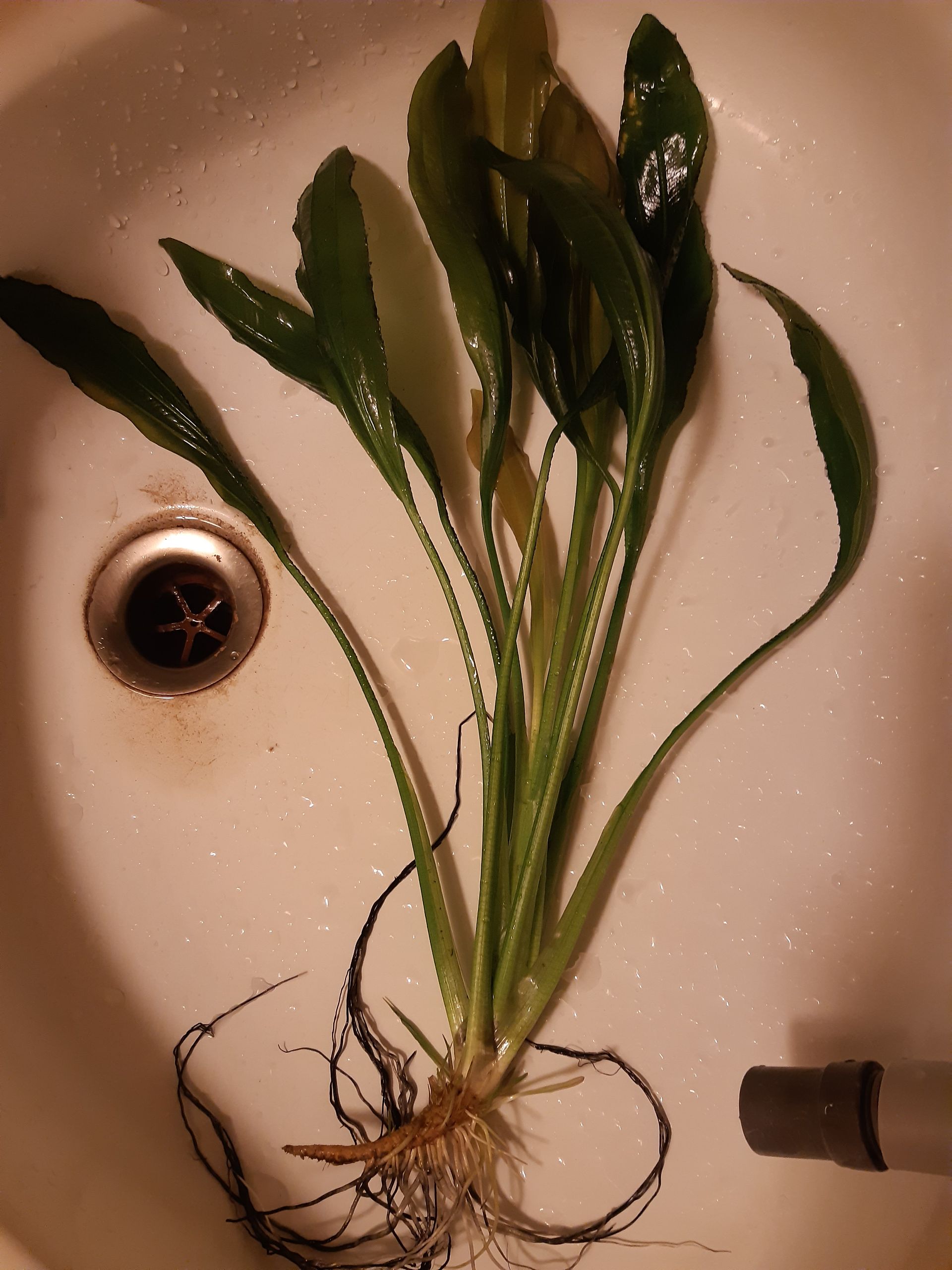 Echinodorus - mateční rostlina