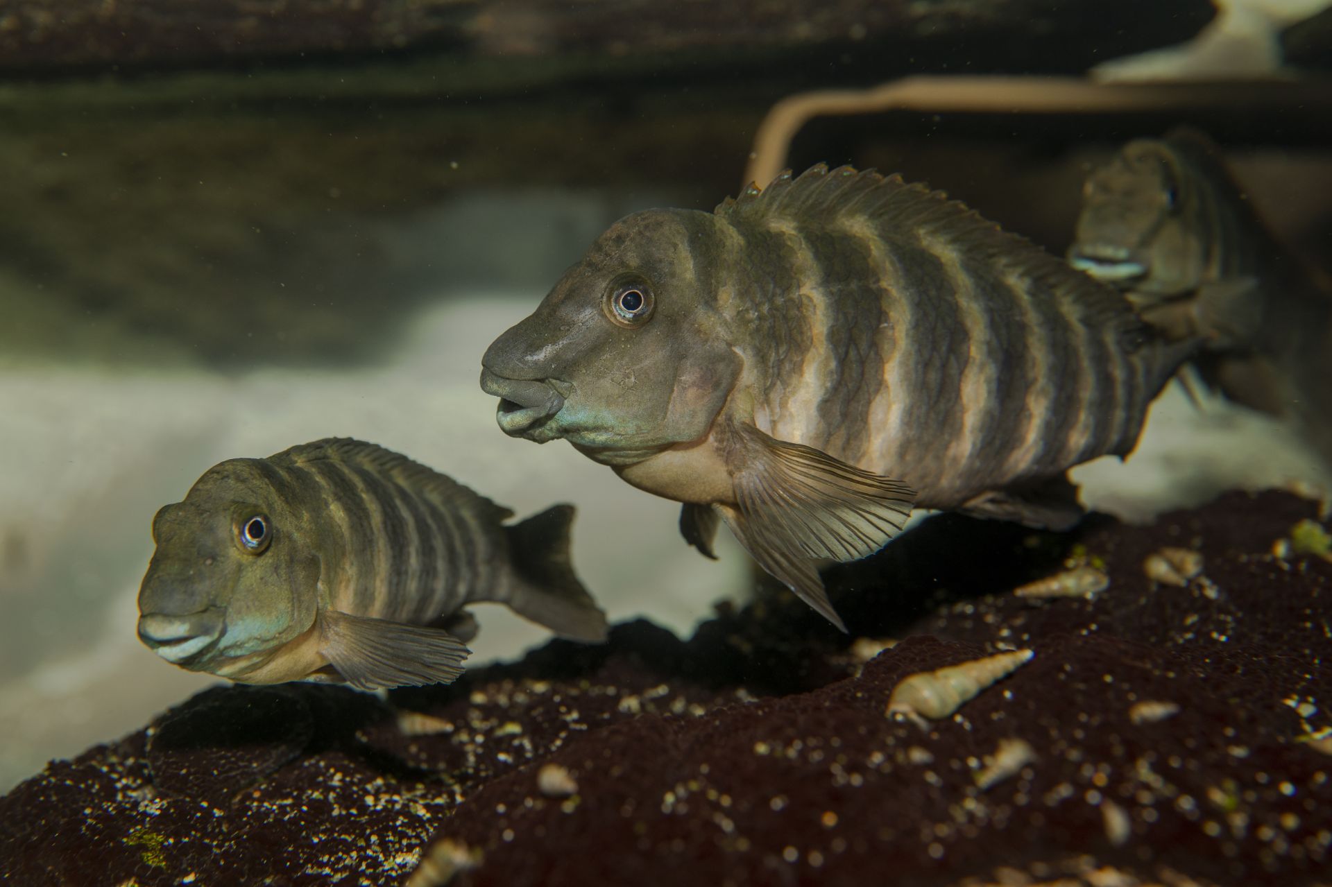 Erethmodus cyanostictus Kigoma