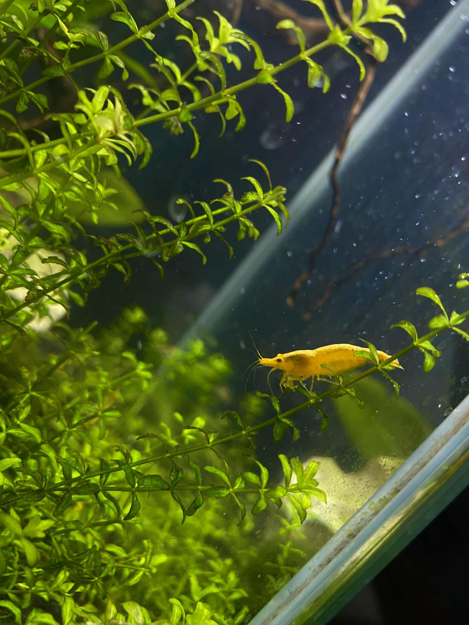 Neocaridina Davidi var. Yellow Neon 