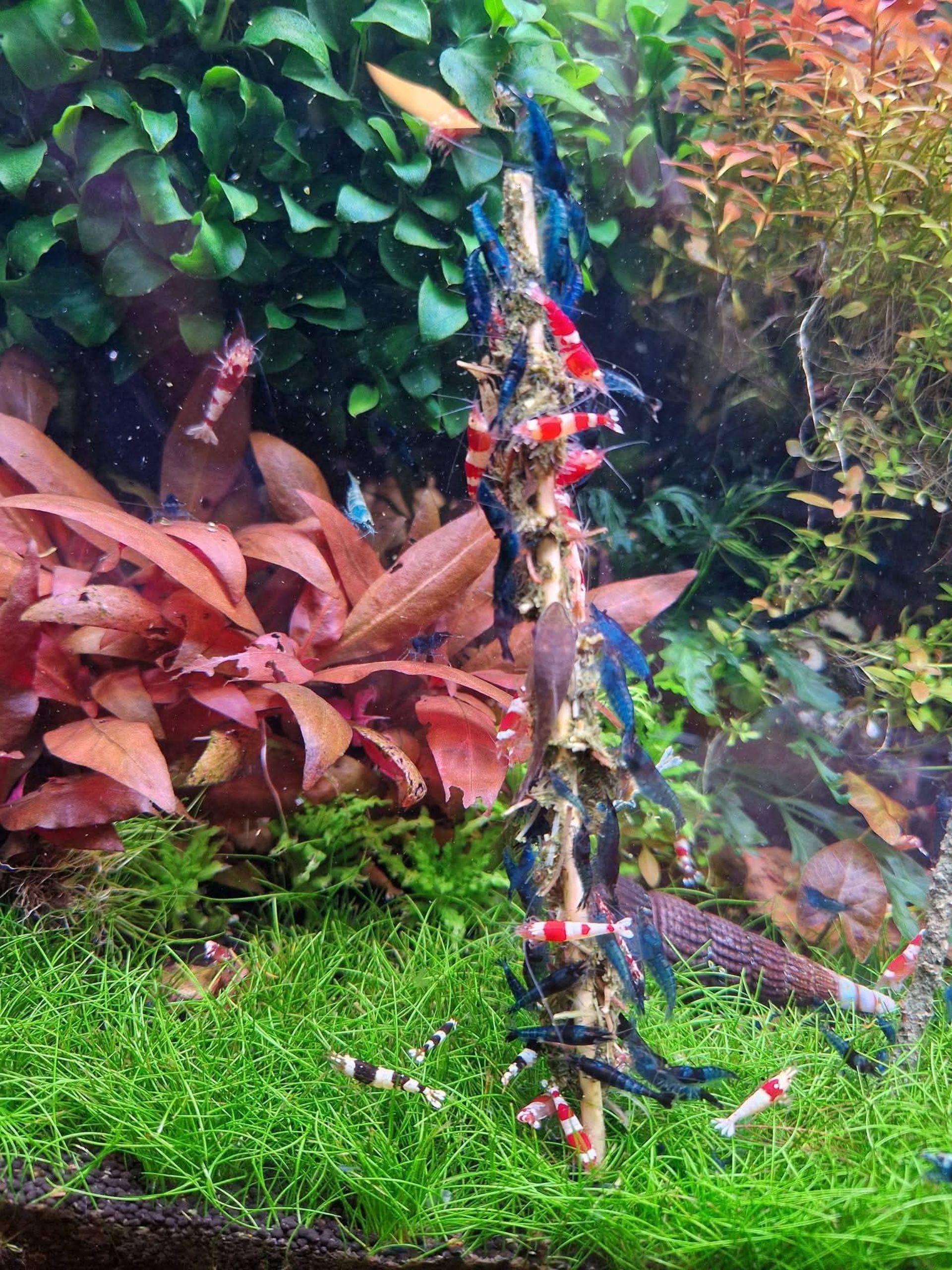 Vlastní domácí lízátka pro krevetky, šneky a ryby!!