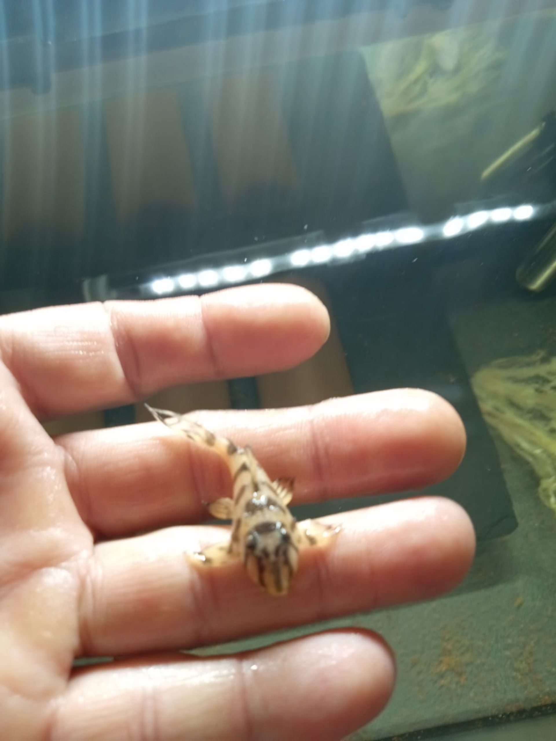 Hypancistrus L 236 super Yellow