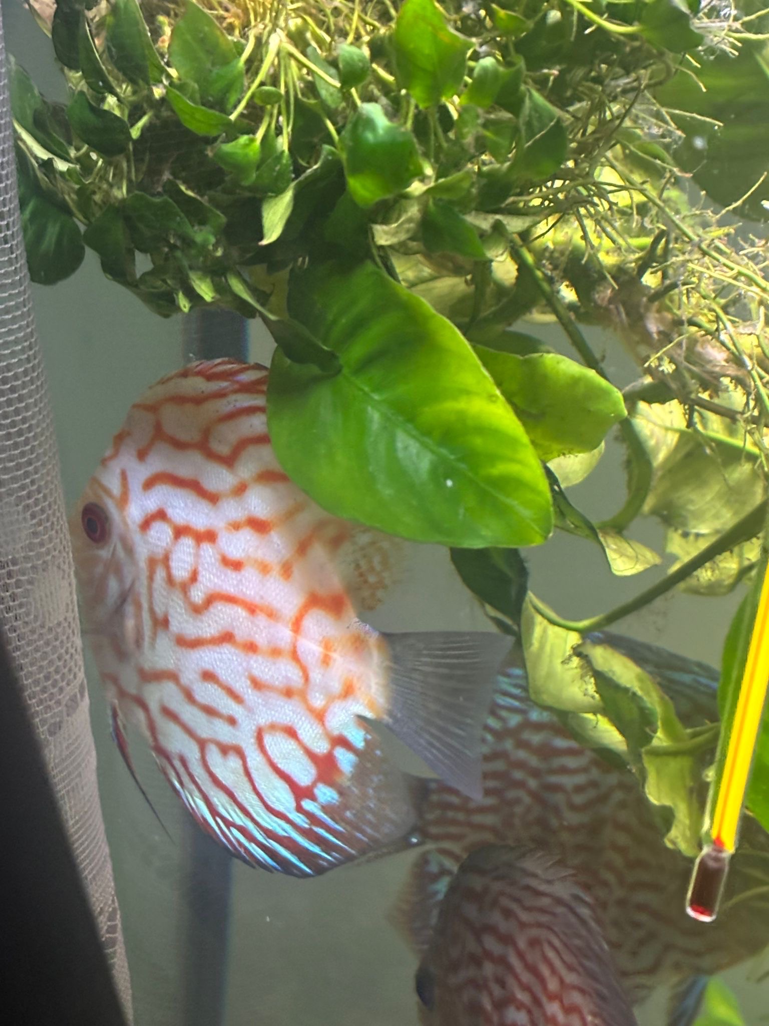 Terčovci- tercovce- terčovec- discus