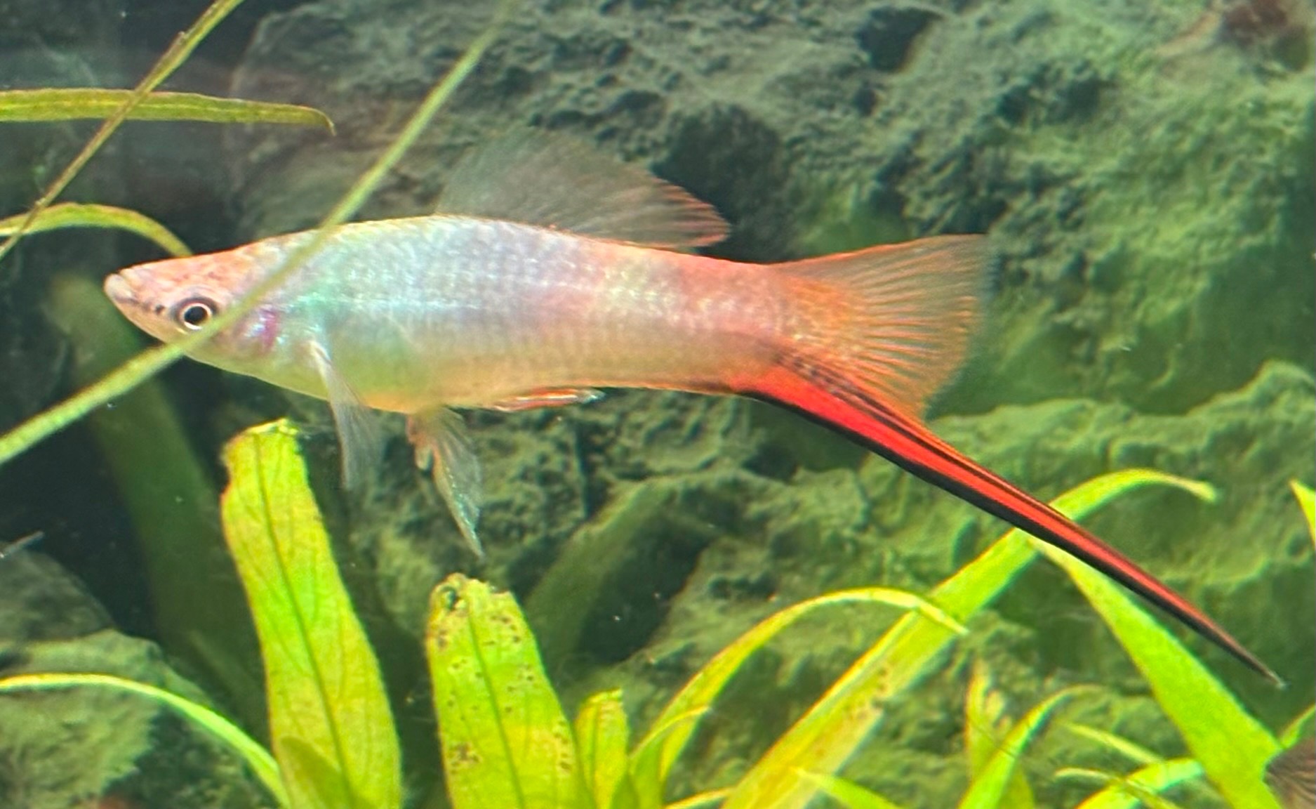 Schwerträger und Babys