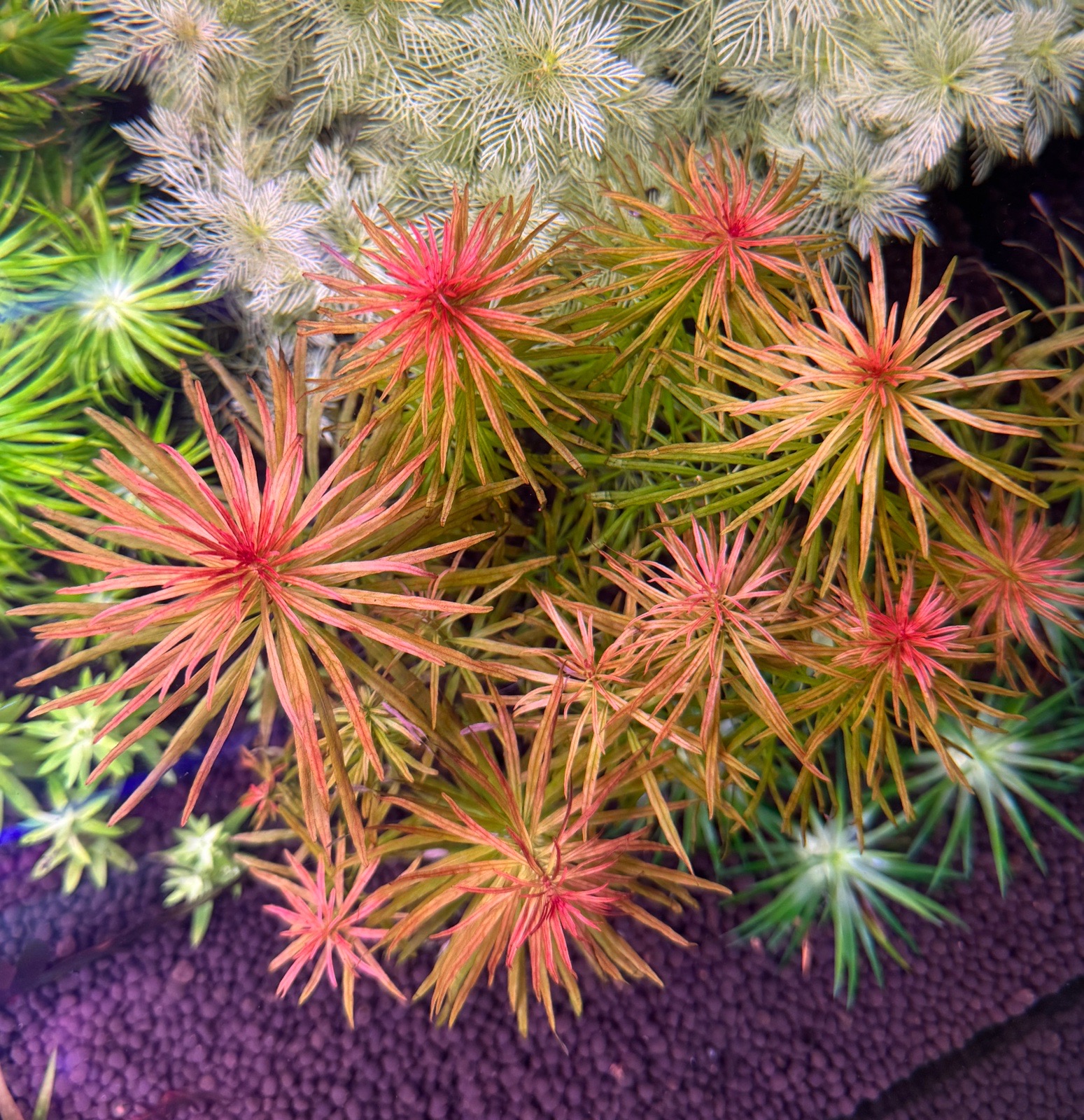 Ludwigia Inclinata Meta