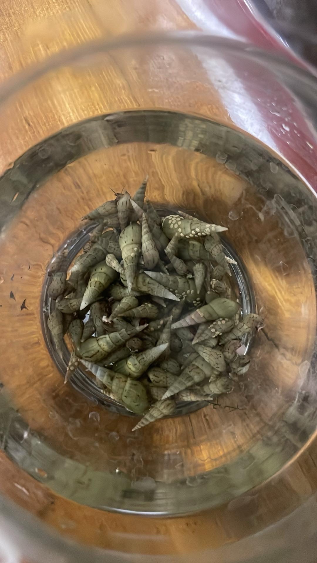 Darují piskořky věžovité