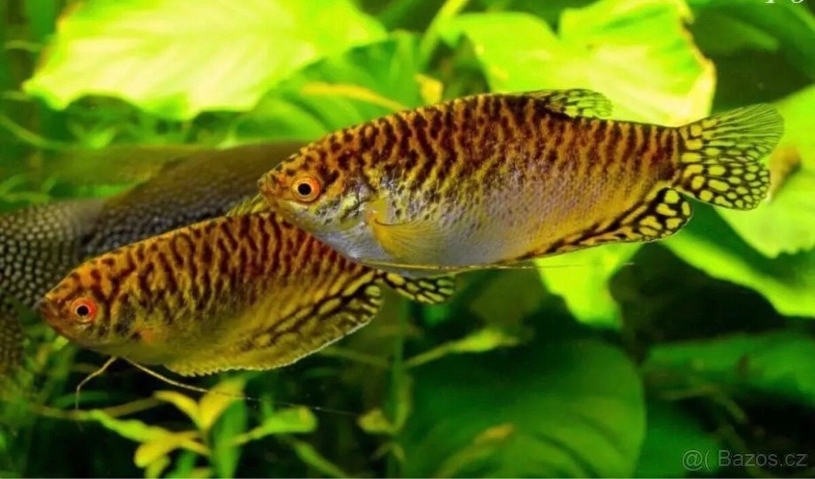 Čichavec zlatý (medivý)